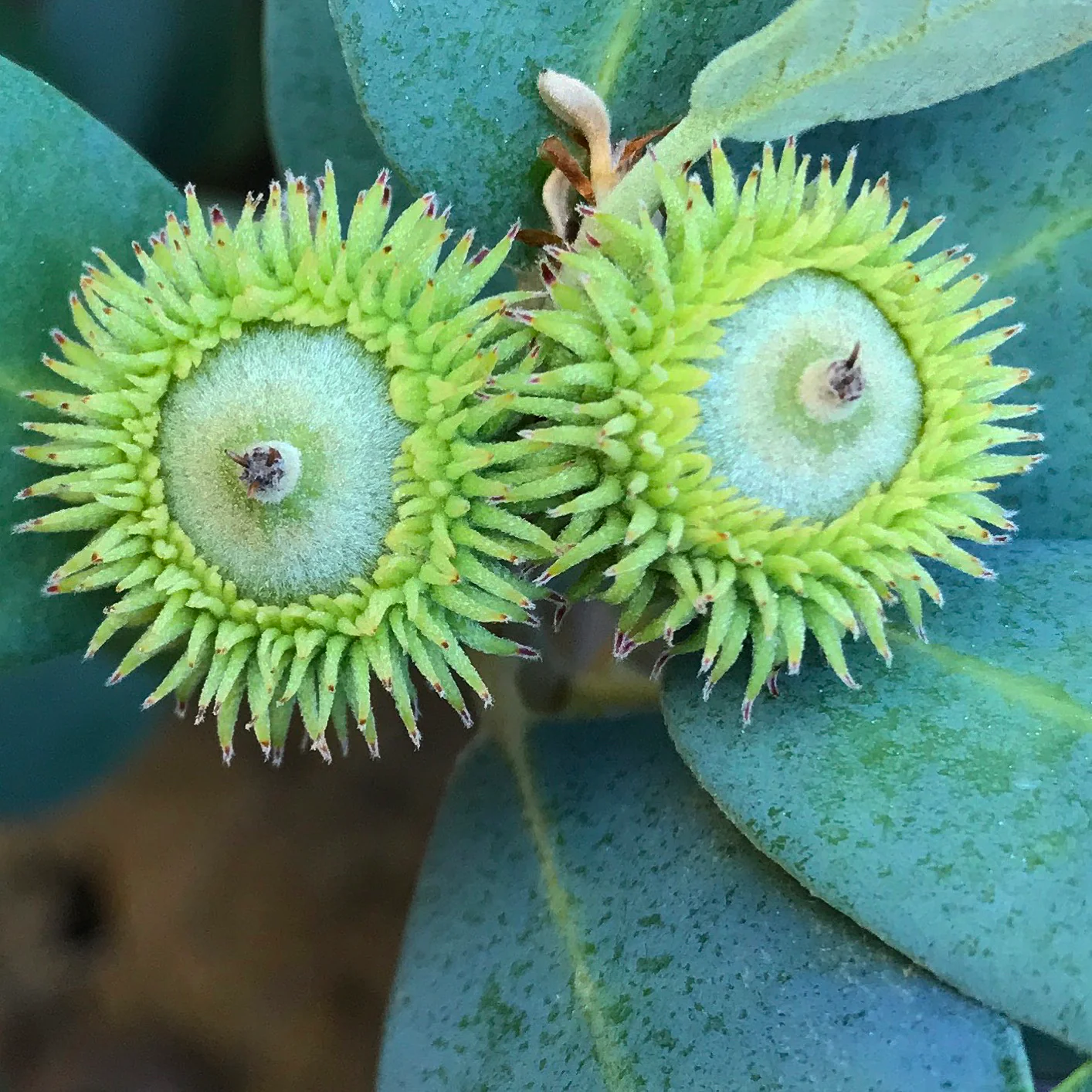 *RETAIL - Notholithocarpus densiflorus var. echinoides [Dwarf Blue] - Image 4