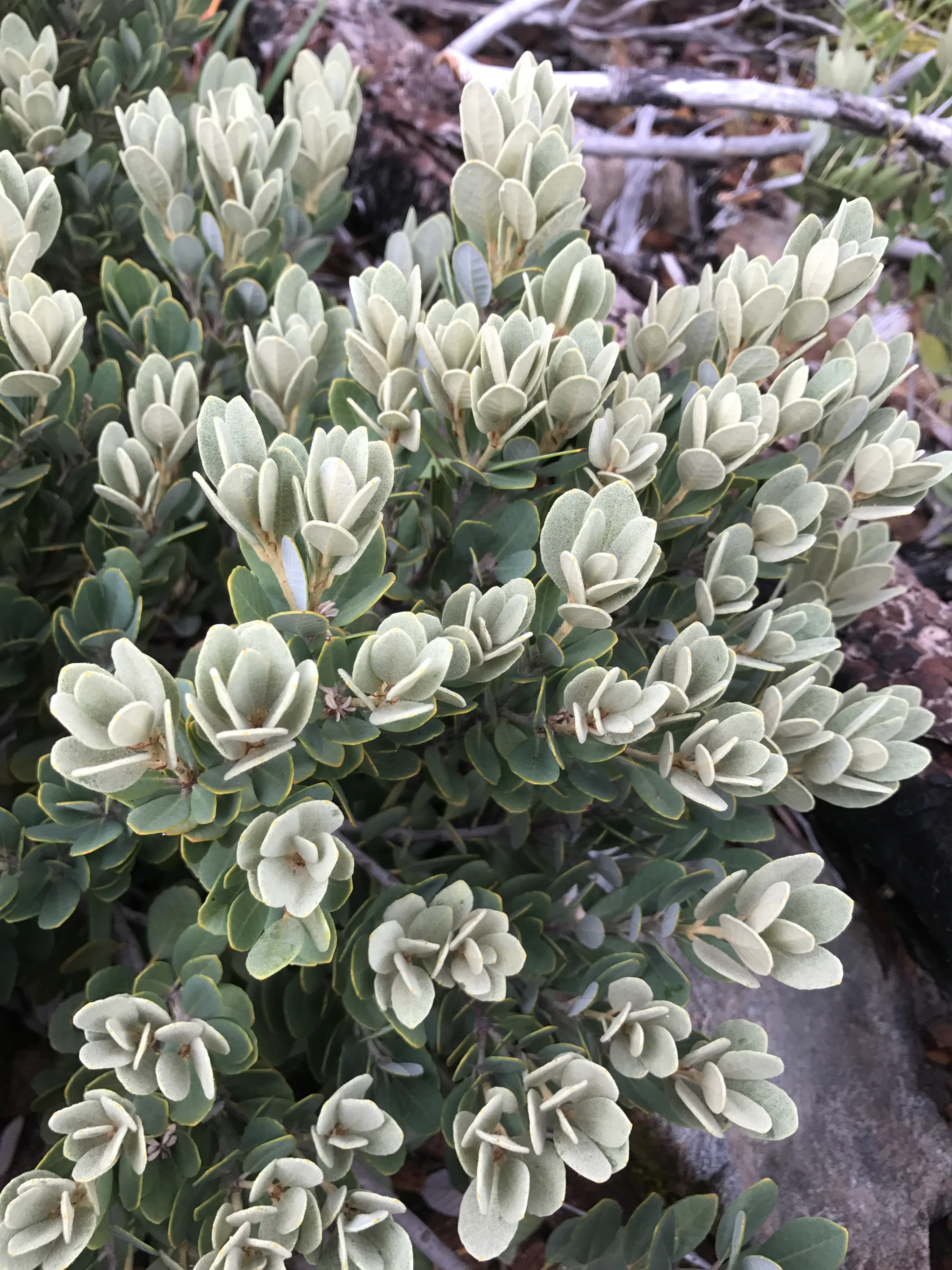 *RETAIL - Notholithocarpus densiflorus var. echinoides [Dwarf Blue]