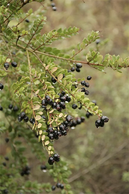 *RETAIL - Luma apiculata