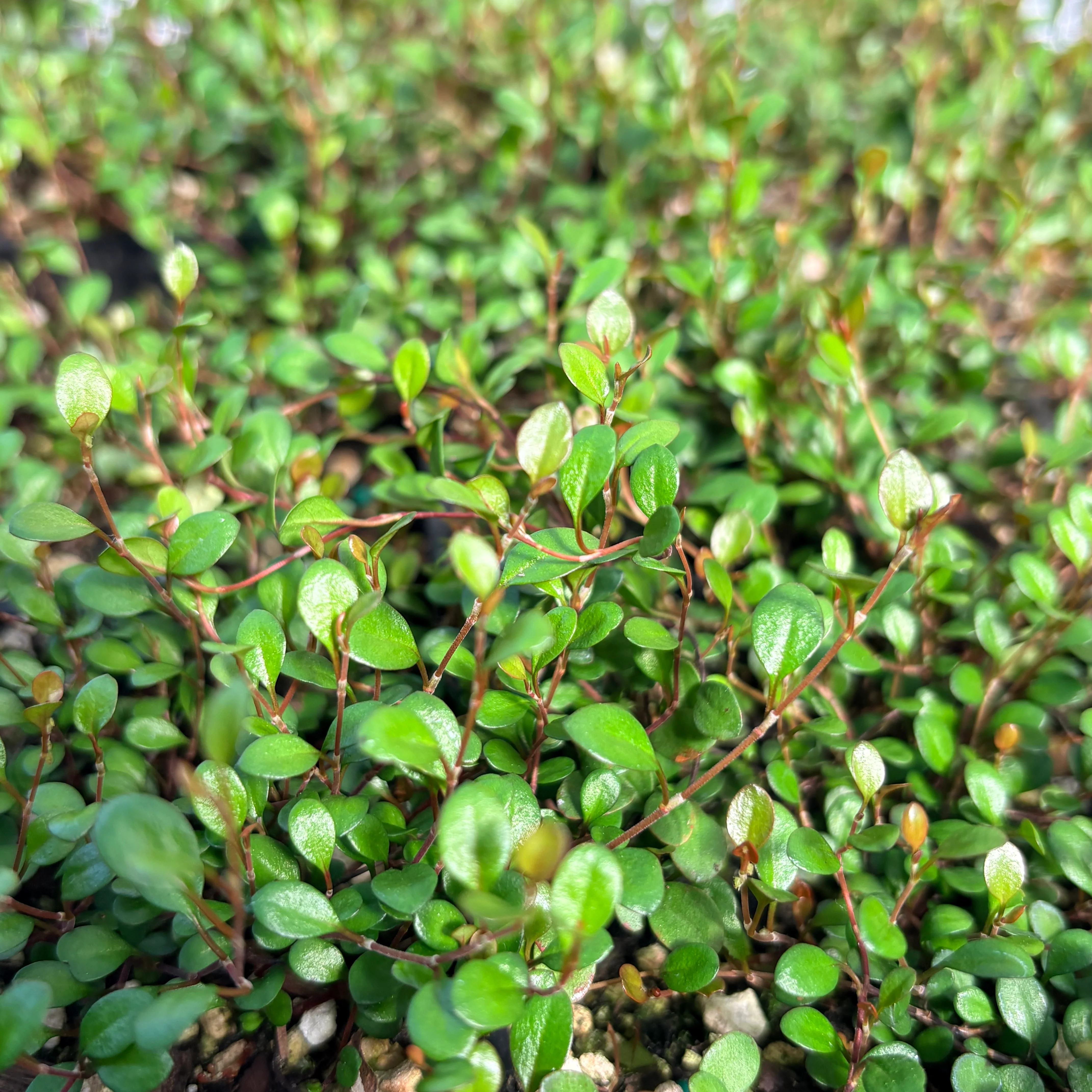 Muehlenbeckia axillaris 'Nana'