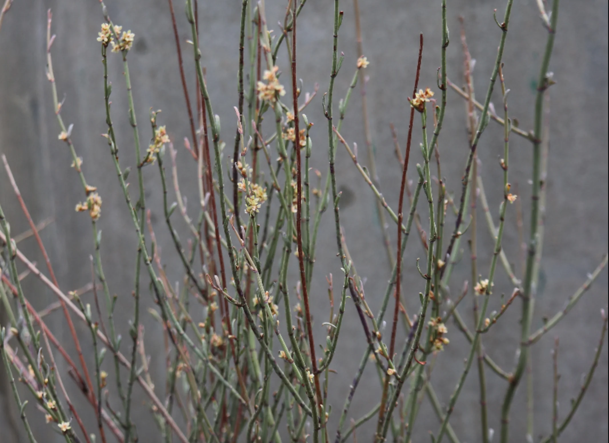 Muehlenbeckia ephedroides