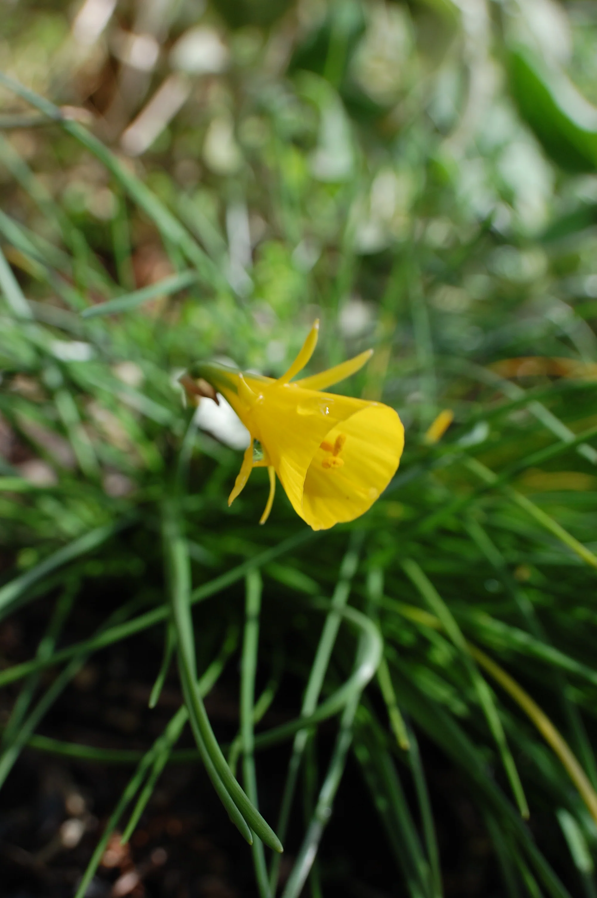 Narcissus bulbocodium var. tenuifolius