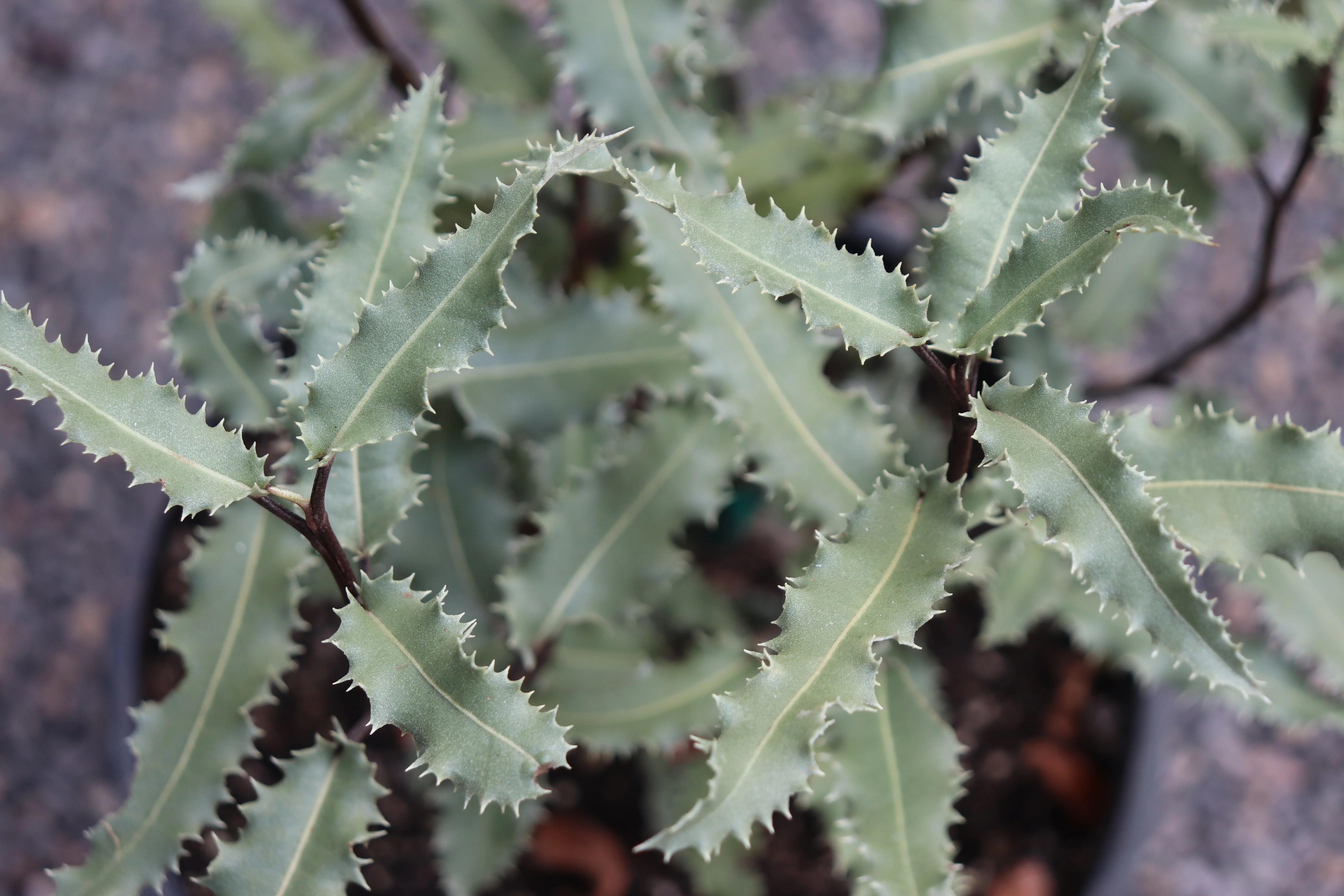 Olearia ilicifolia