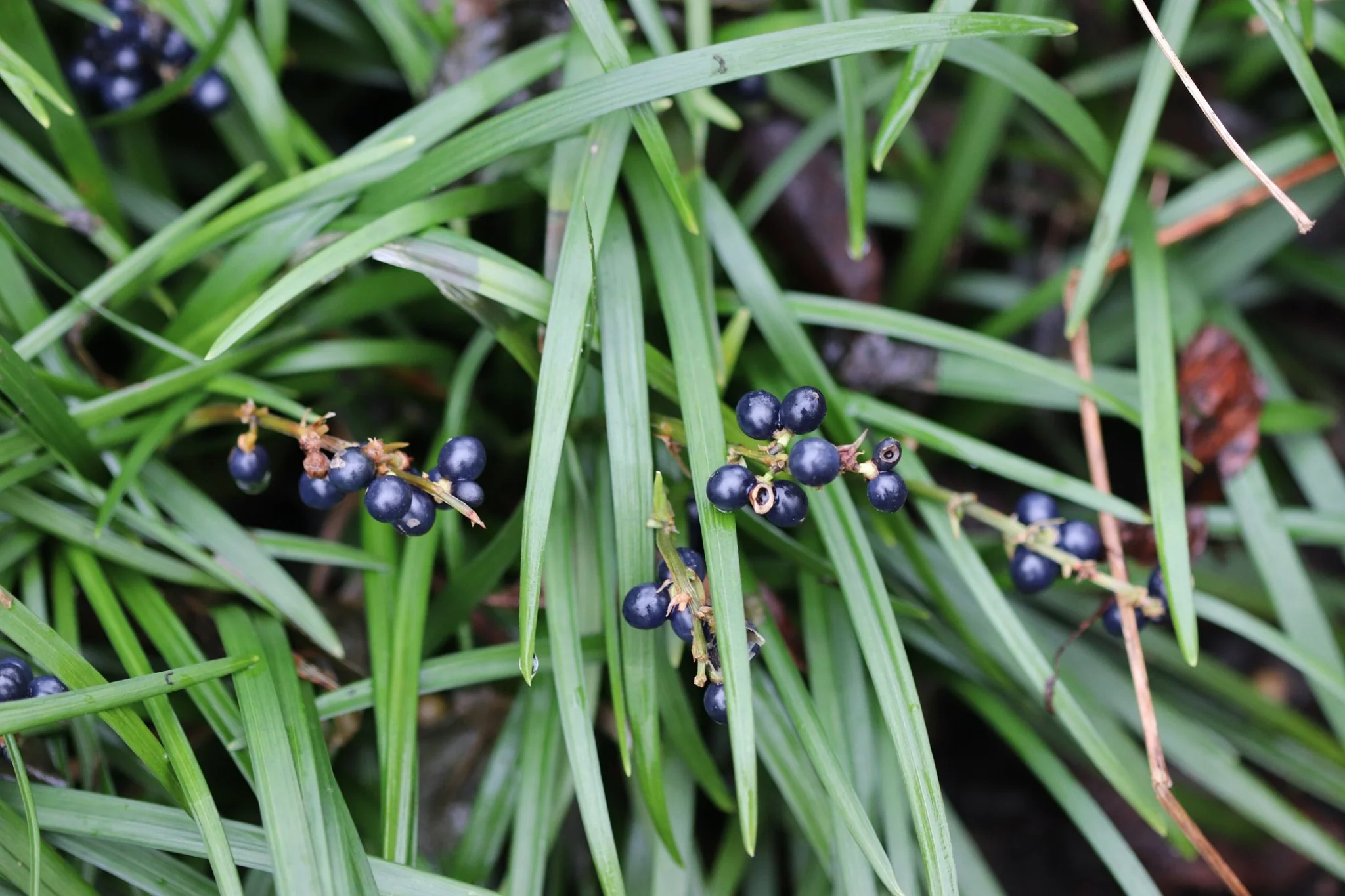 Ophiopogon planiscapus