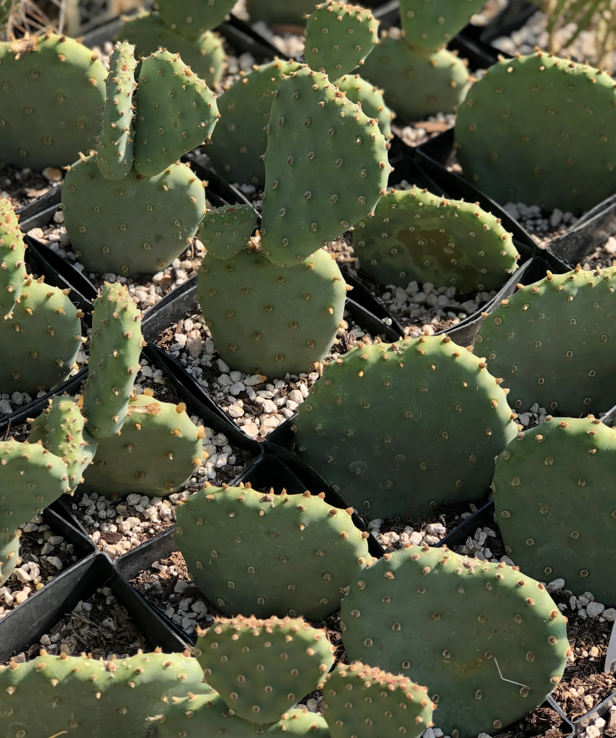 Opuntia aurea 'Blueby'