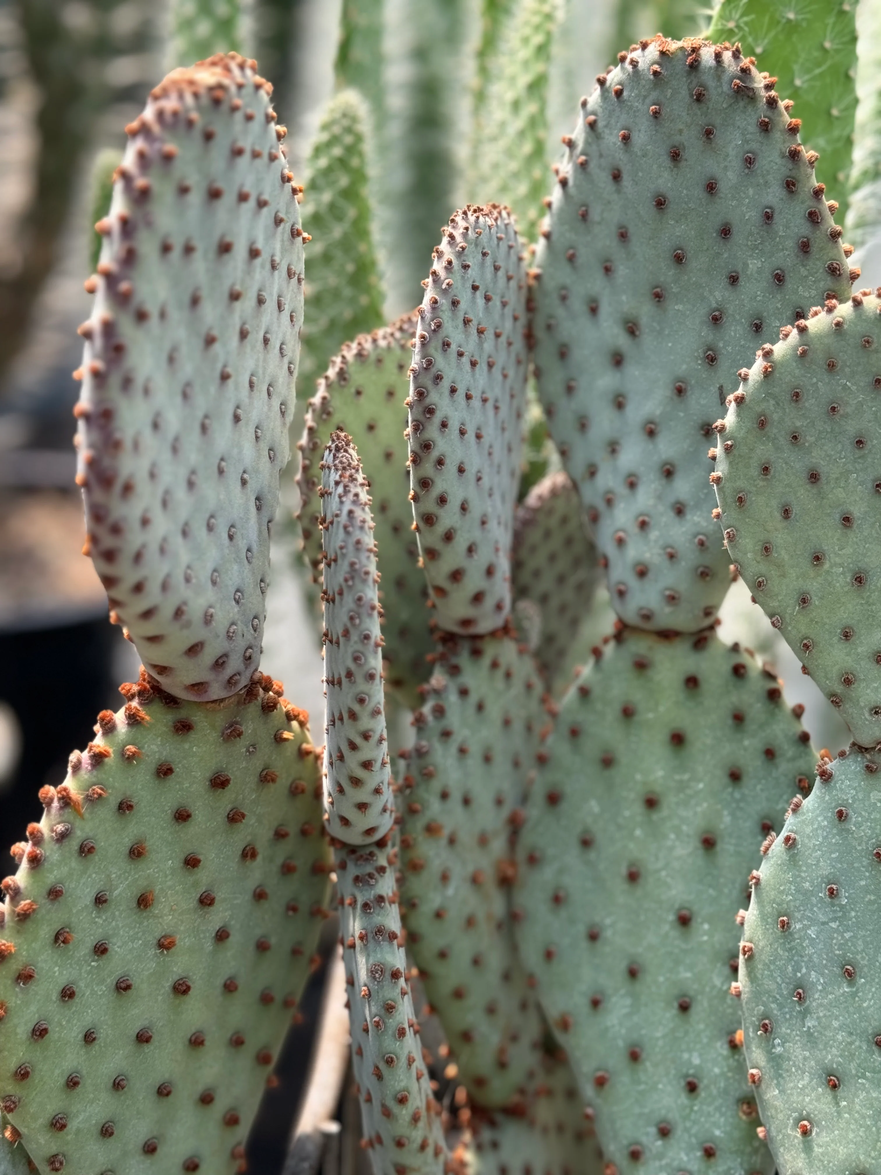Opuntia basilaris 'Sara's Compact' - Image 2