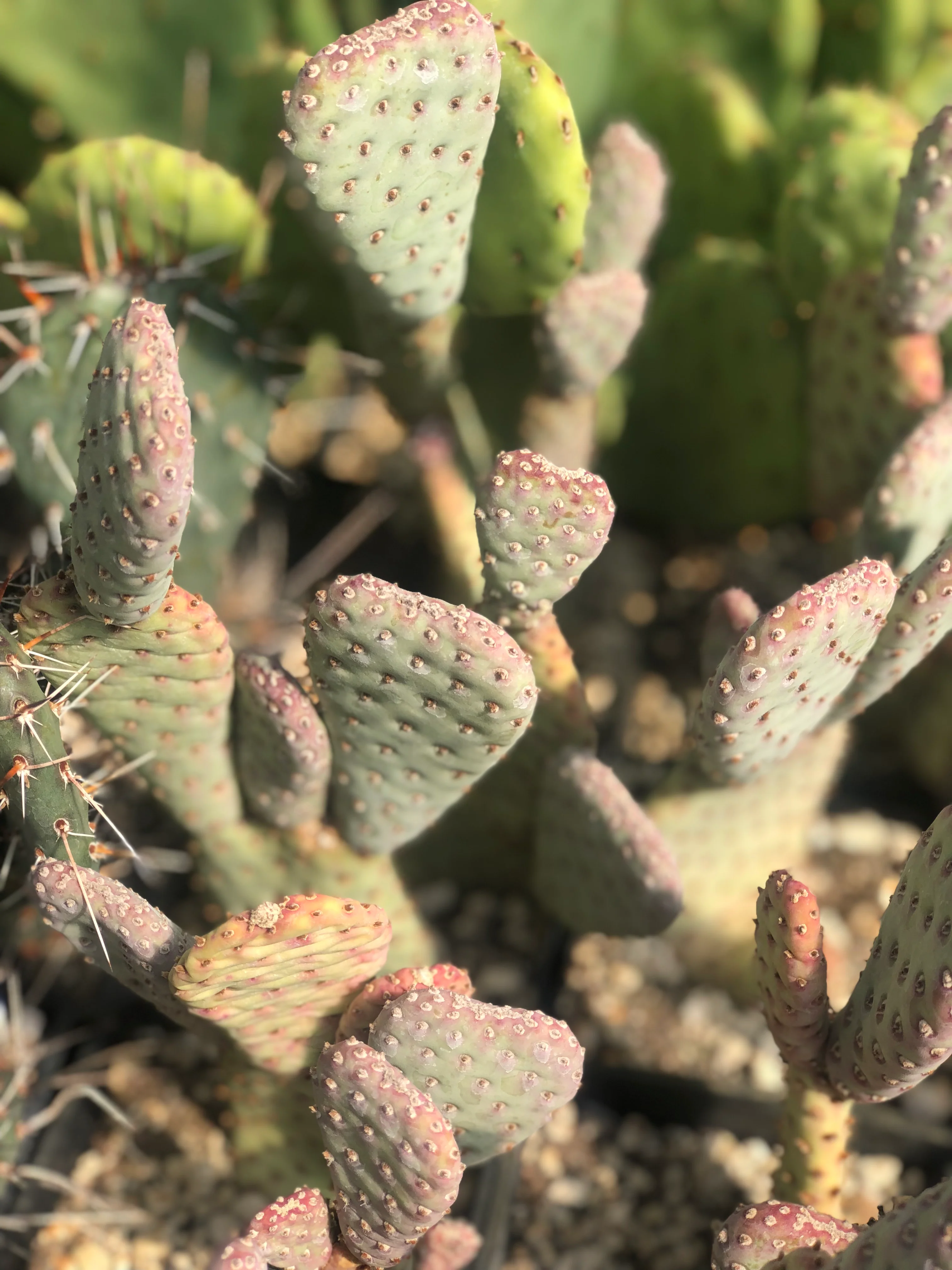 Opuntia basilaris var. ramosa