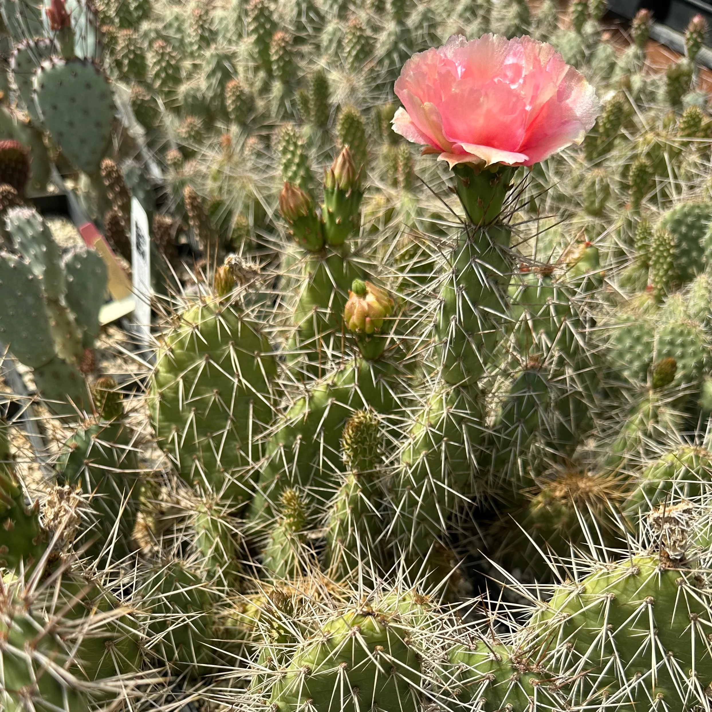 Opuntia erinacea var. columbiana 'McNary' - Image 2