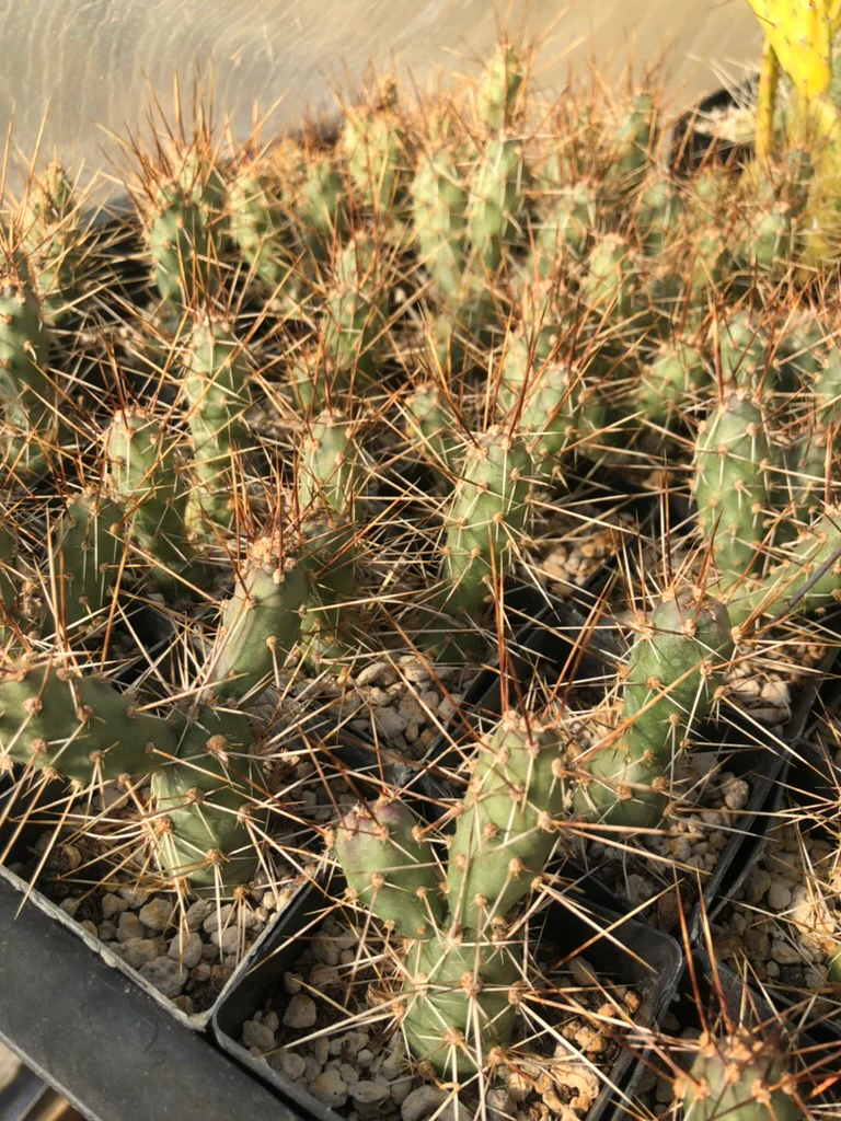 Opuntia fragilis 'Bishop Springs'