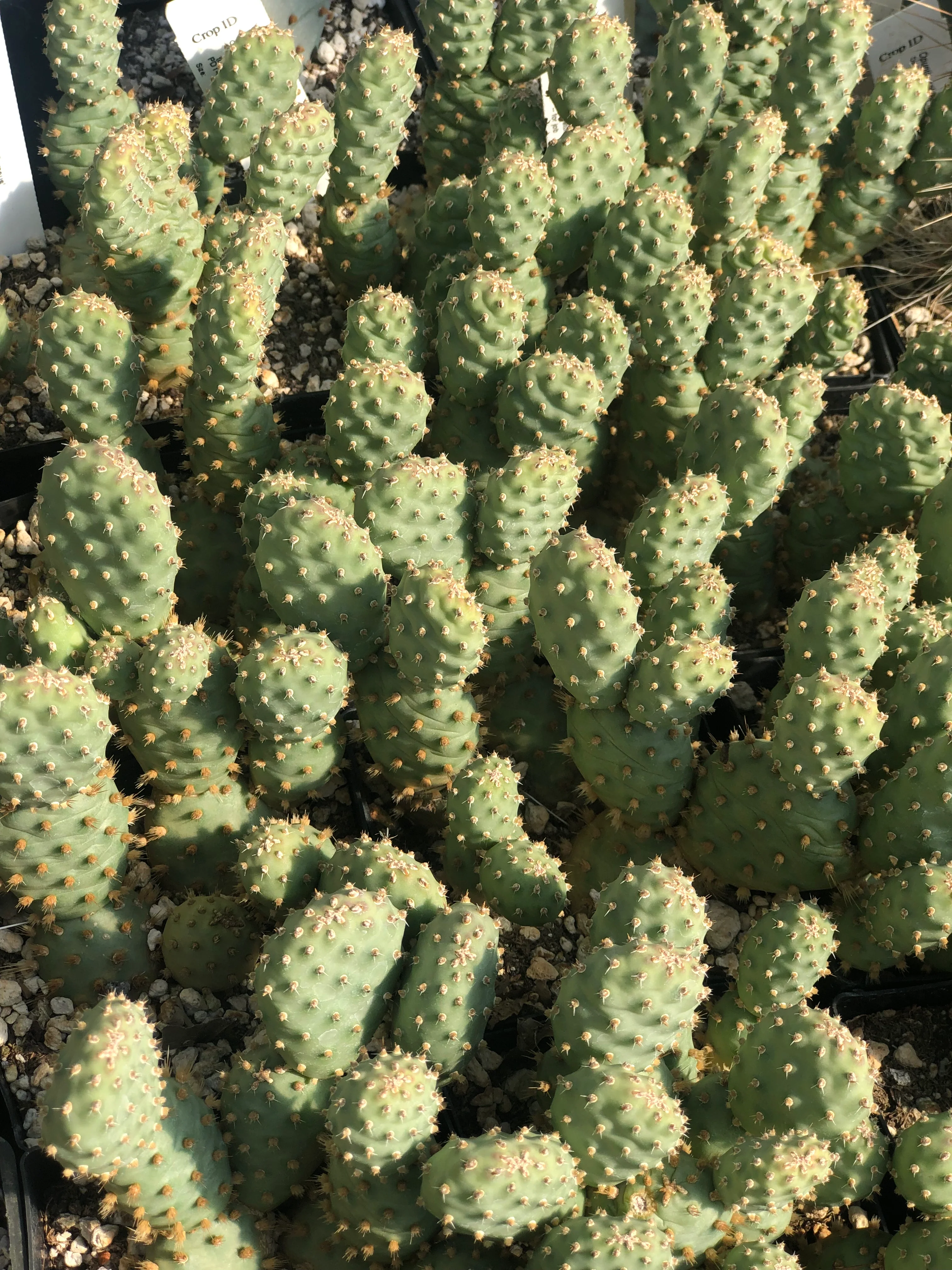Opuntia fragilis (debreczyi) 'Nearly Famous' - Image 4