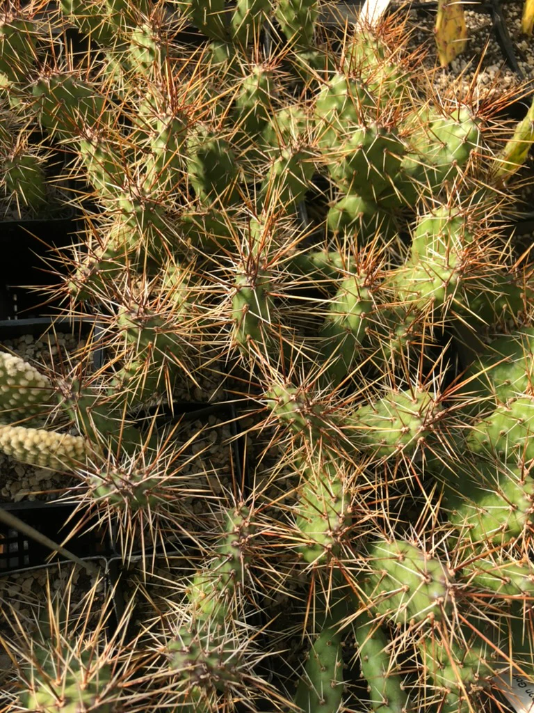 Opuntia fragilis 'Neon Gold' - Image 2