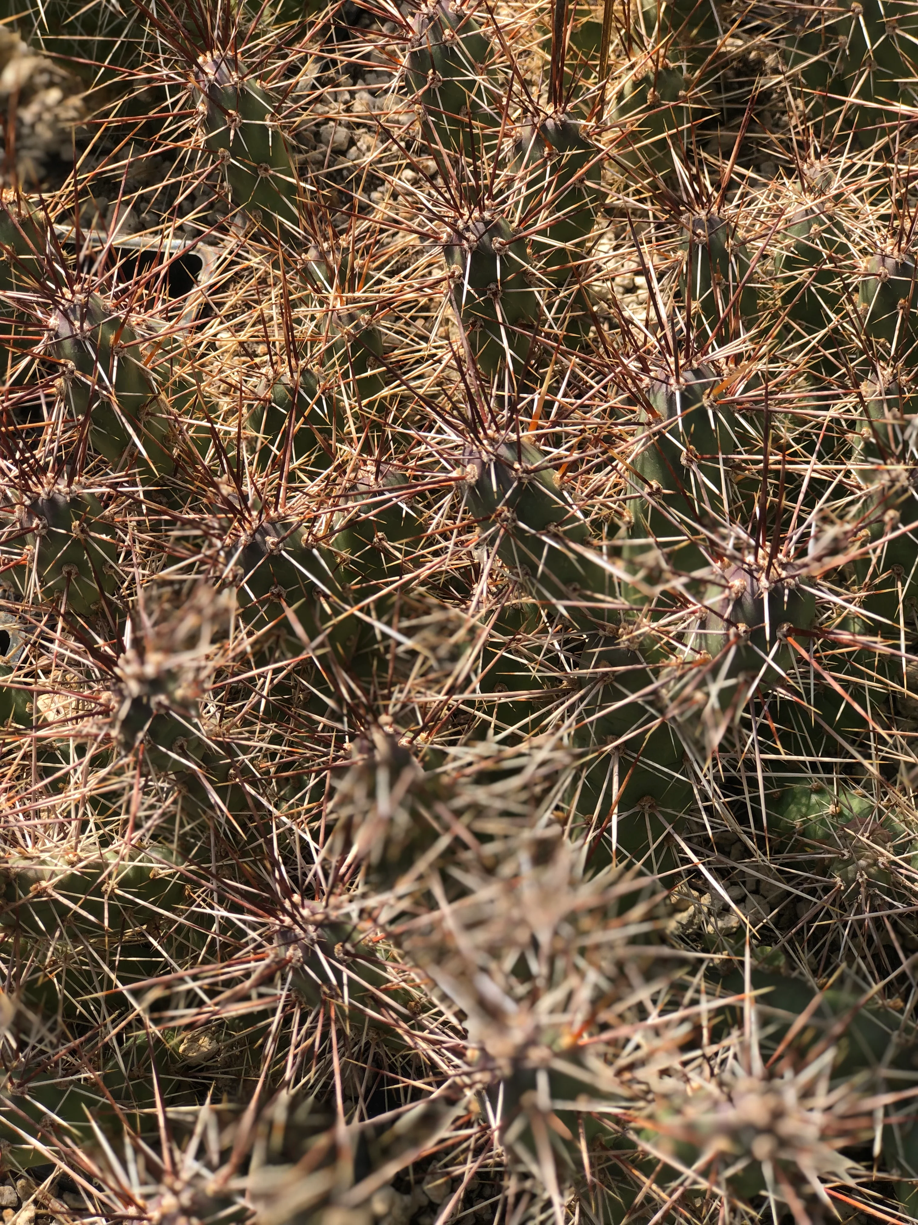 Opuntia fragilis th.073.11 [Monticello, UT]
