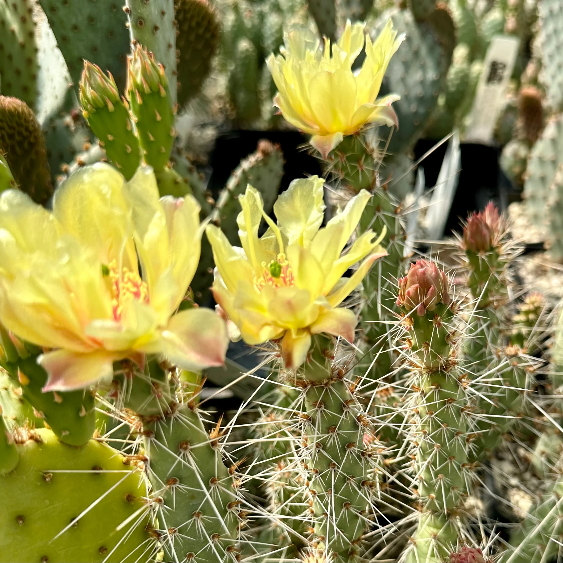 Opuntia fragilis x polyacantha (?) [Nyssa, Oregon] - Image 2
