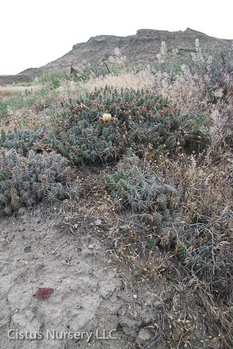Opuntia fragilis x polyacantha (?) [Nyssa, Oregon] - Image 3