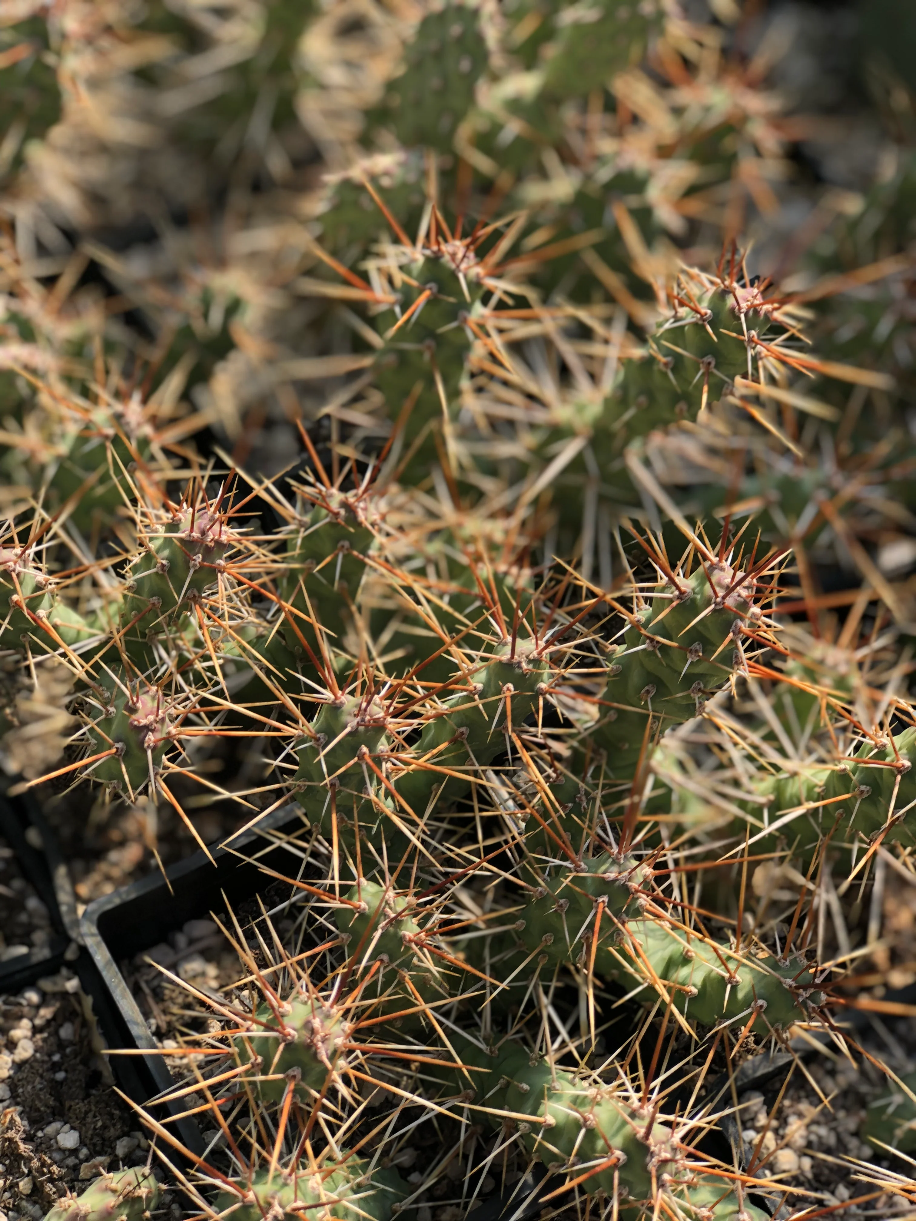Opuntia fragilis x - Wasatch, CO