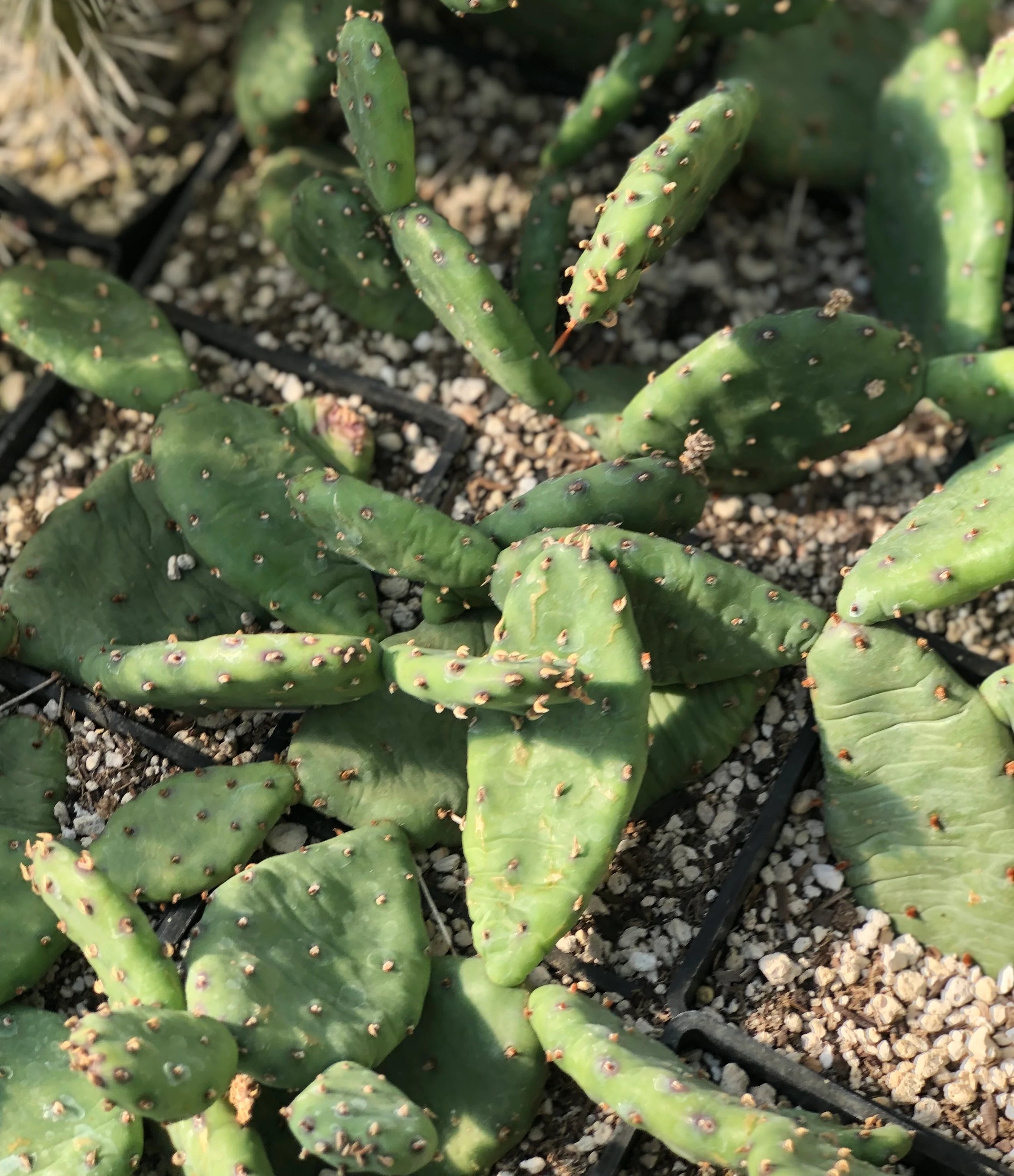 Opuntia humifusa - From Bob Johnston [Missouri]
