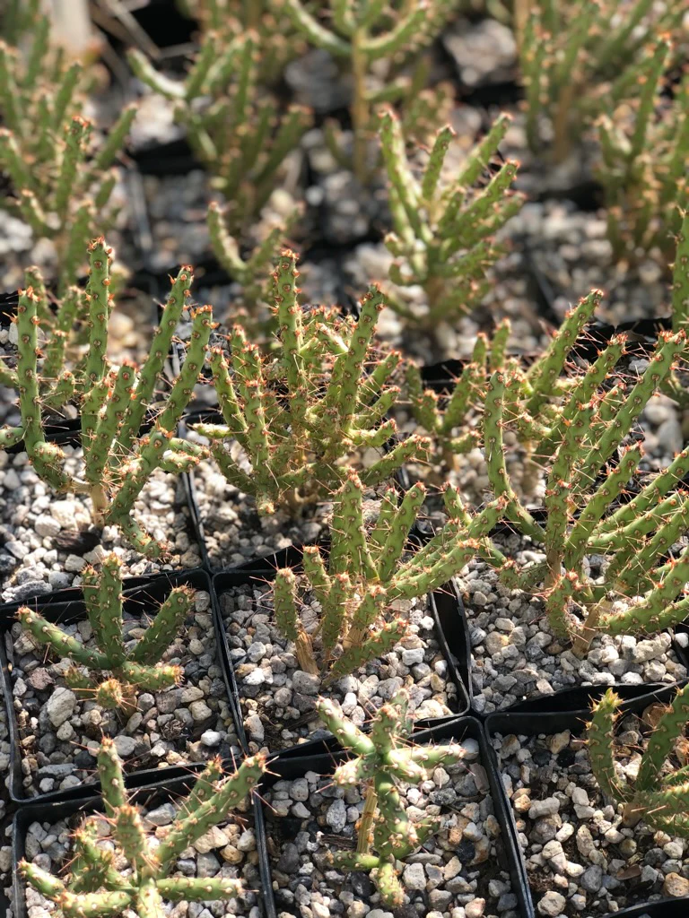 Opuntia leptocaulis 'Barnhart' - Image 2
