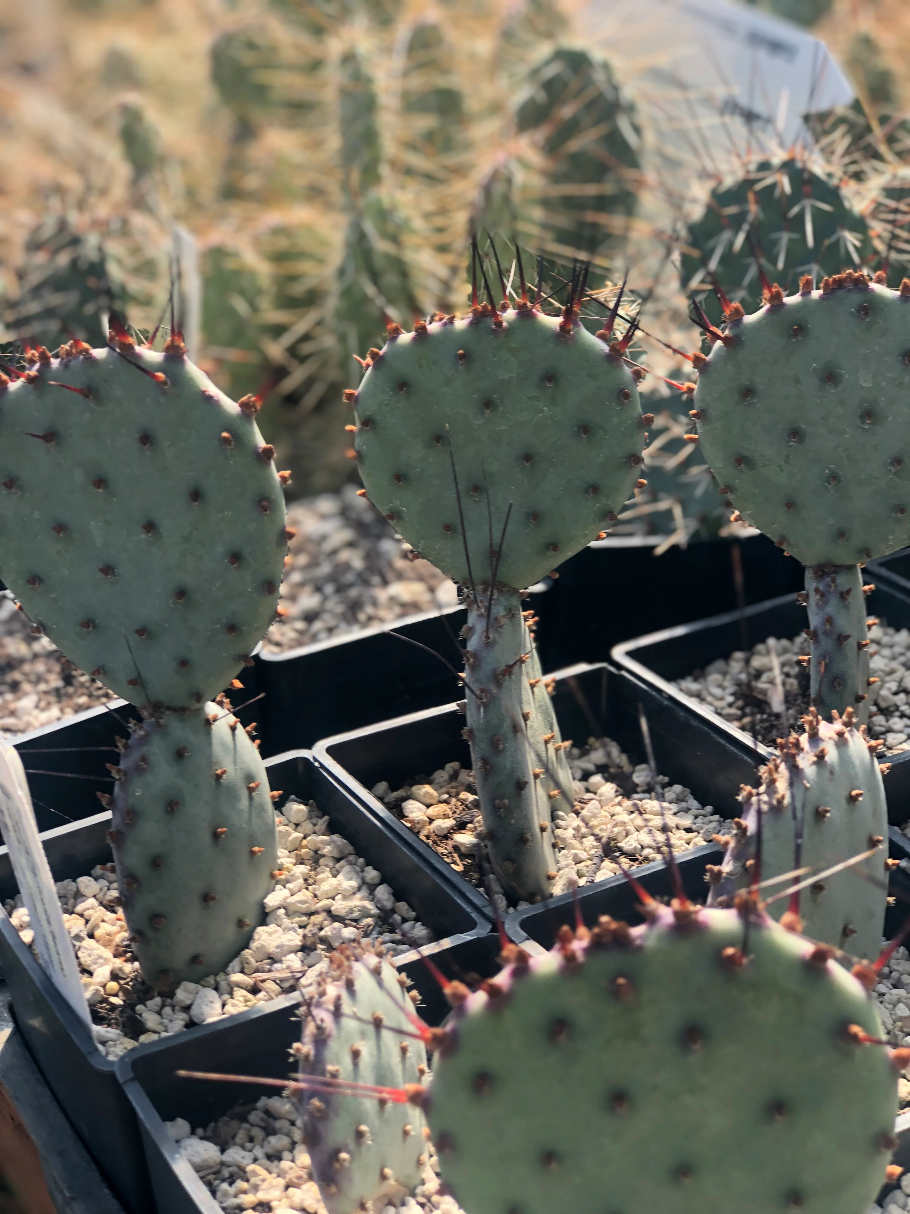 Opuntia macrocentra 'Backlash' - Image 3