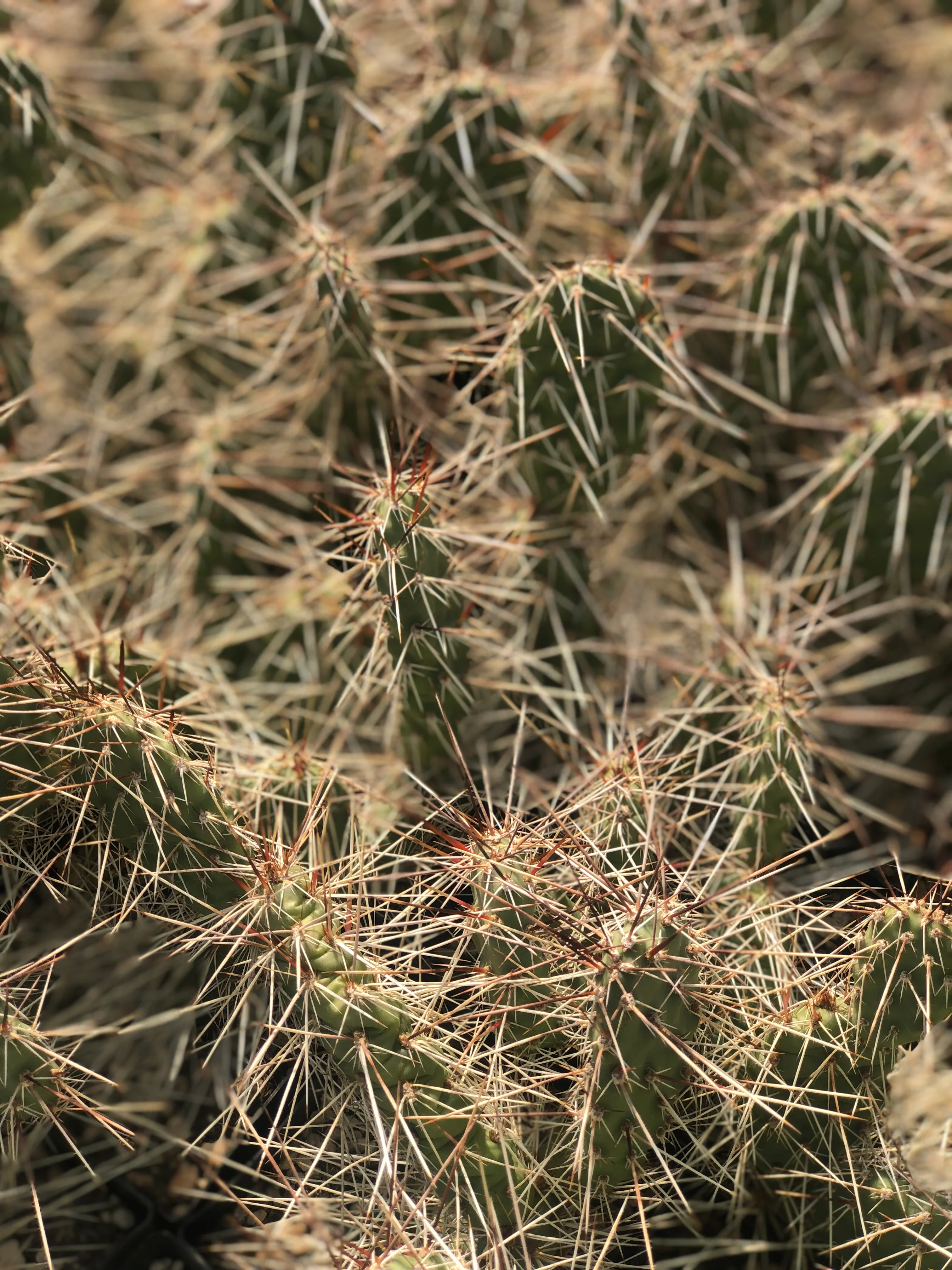 Opuntia phaeacantha 'Little Millard'