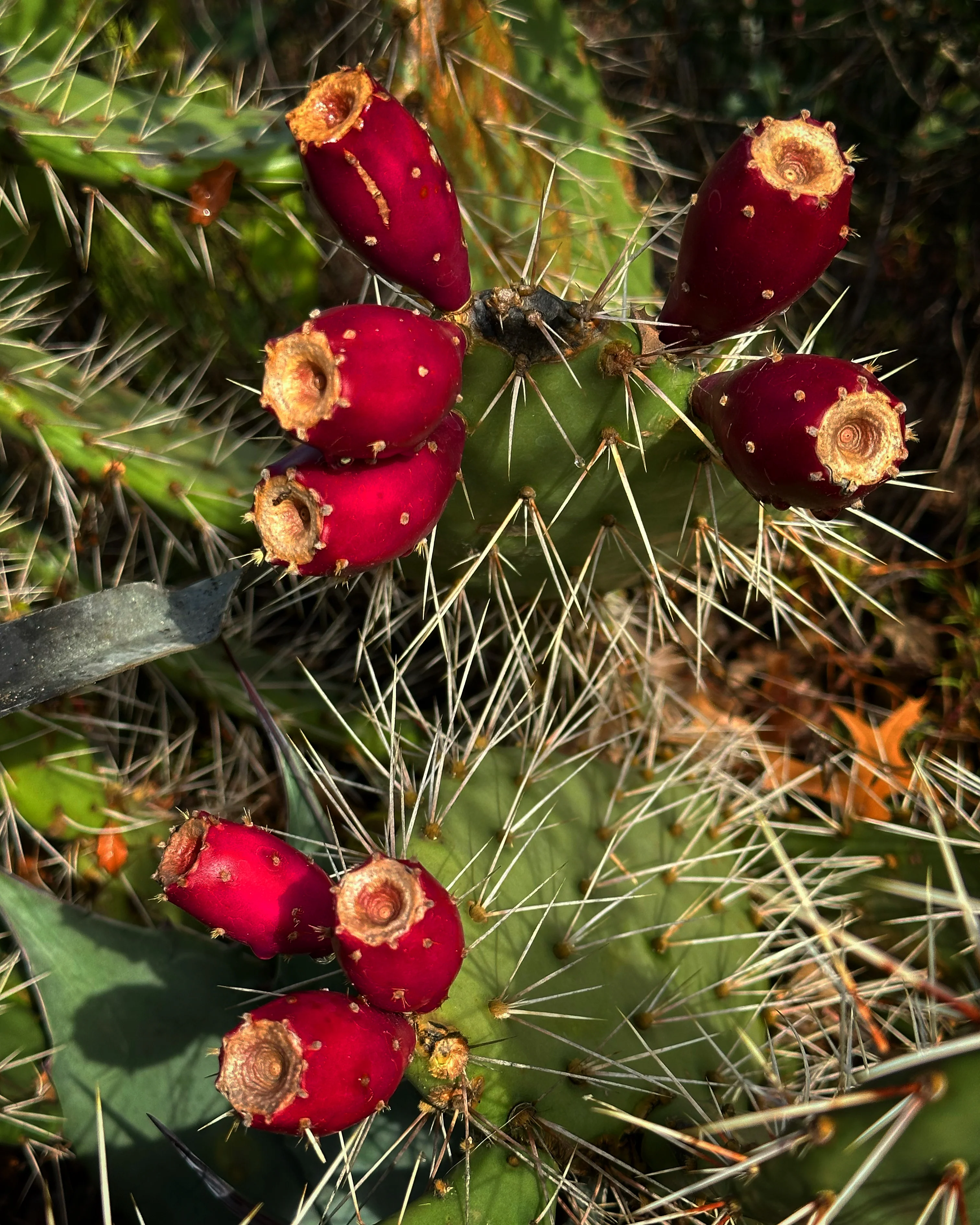 Opuntia phaeacantha - St. George, UT