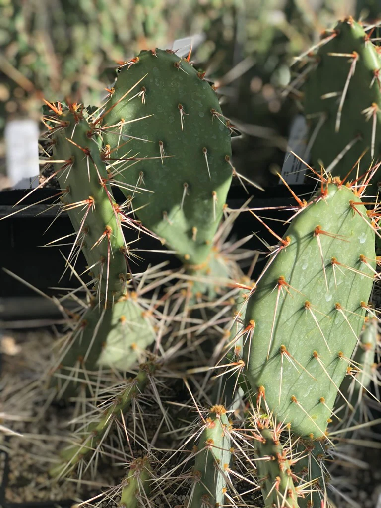 Opuntia polyacantha SBH 9988 - Small Spreading Pale Pink - Image 3