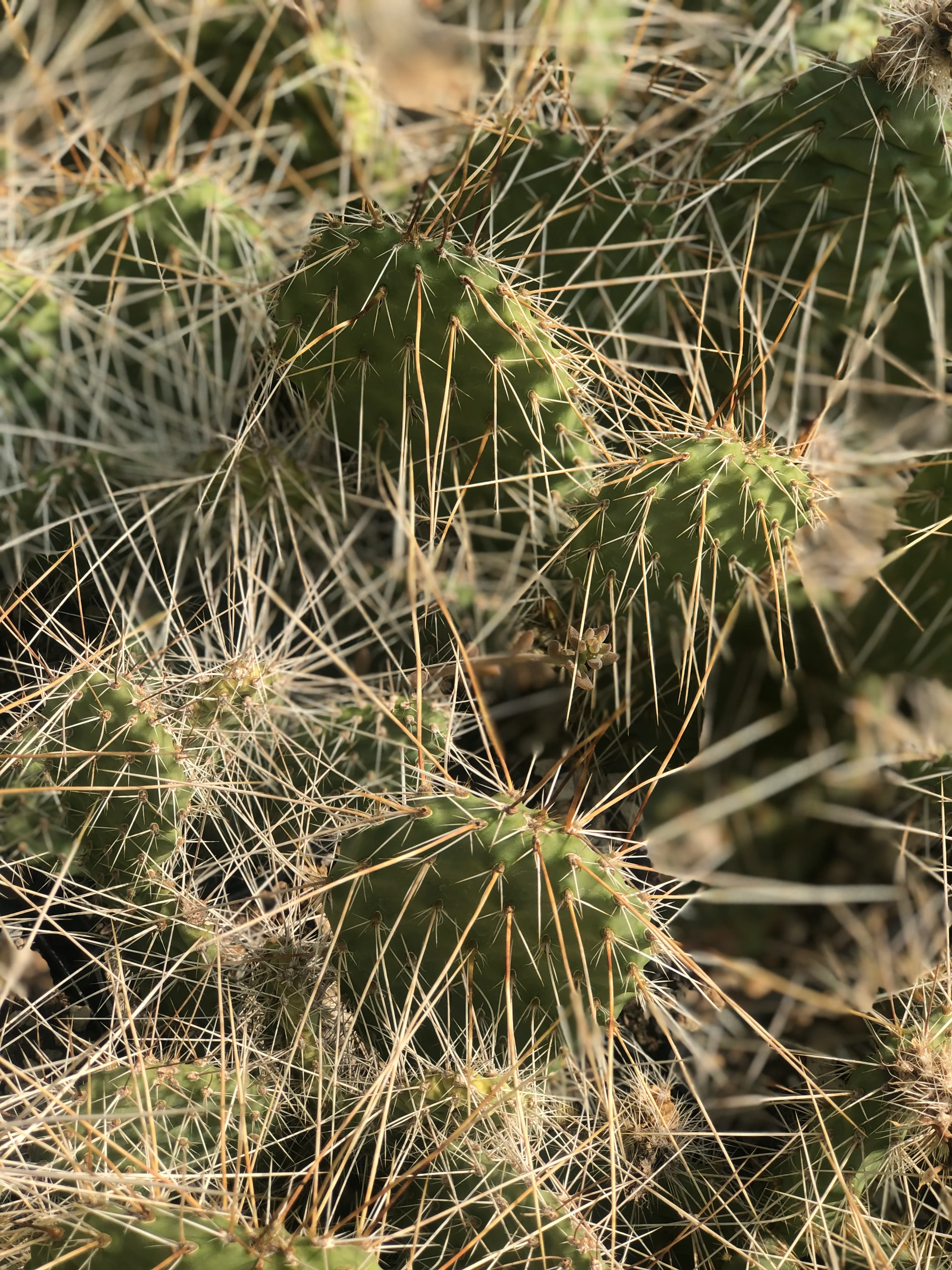 Opuntia polyacantha x 'Grey Ghost' - Image 2