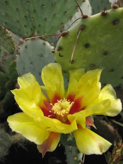 Opuntia violacea 'Goldy Lash'
