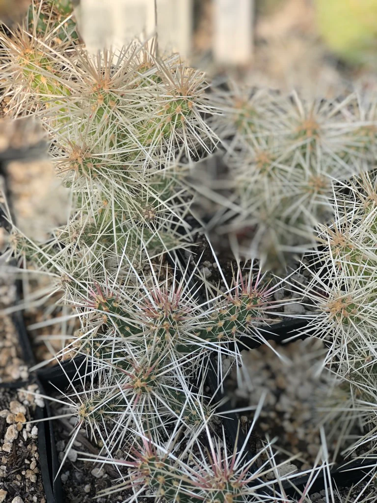 Opuntia whipplei 'Snow Leopard'