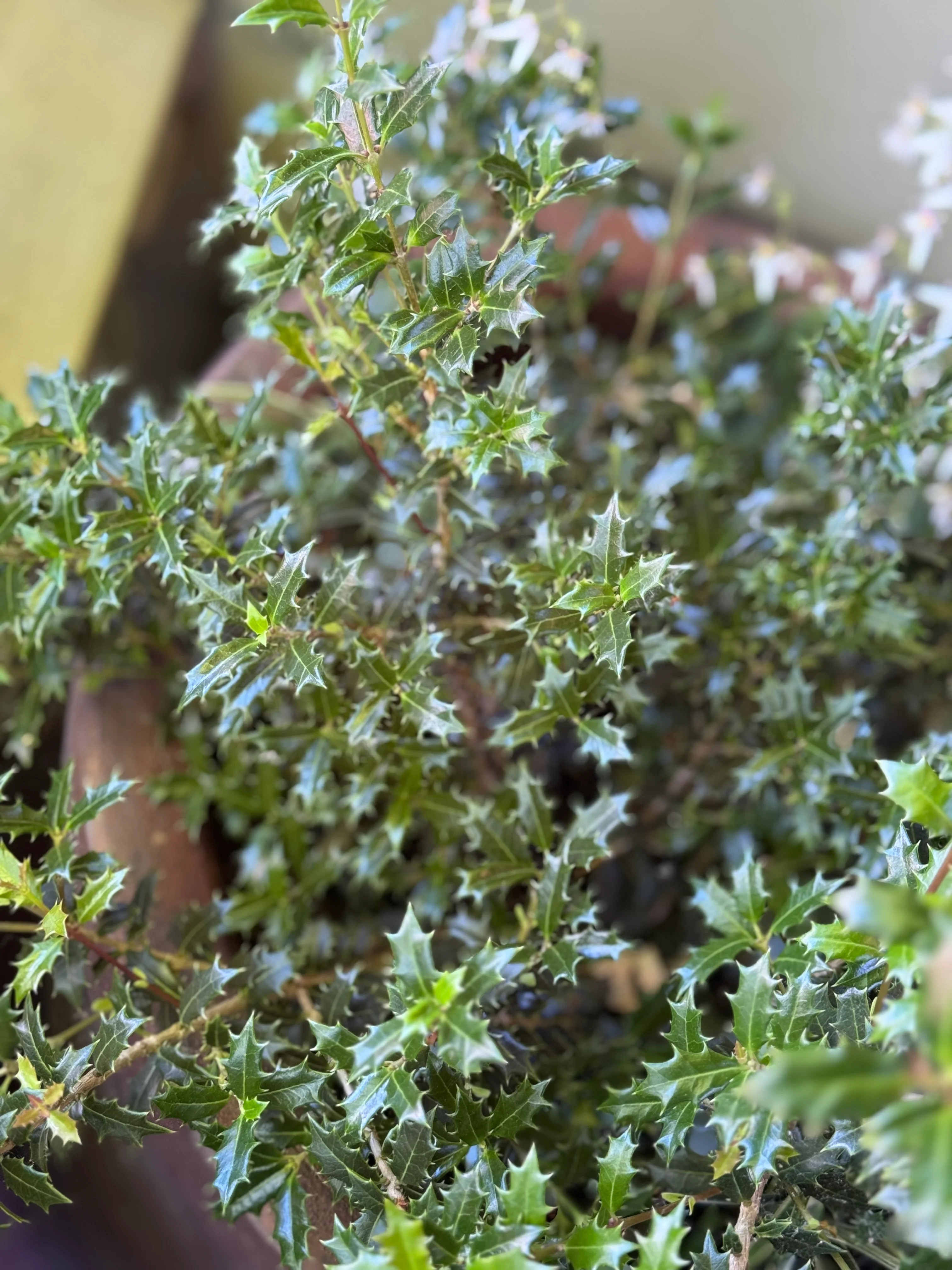 Osmanthus heterophyllus 'Kaori Hime'