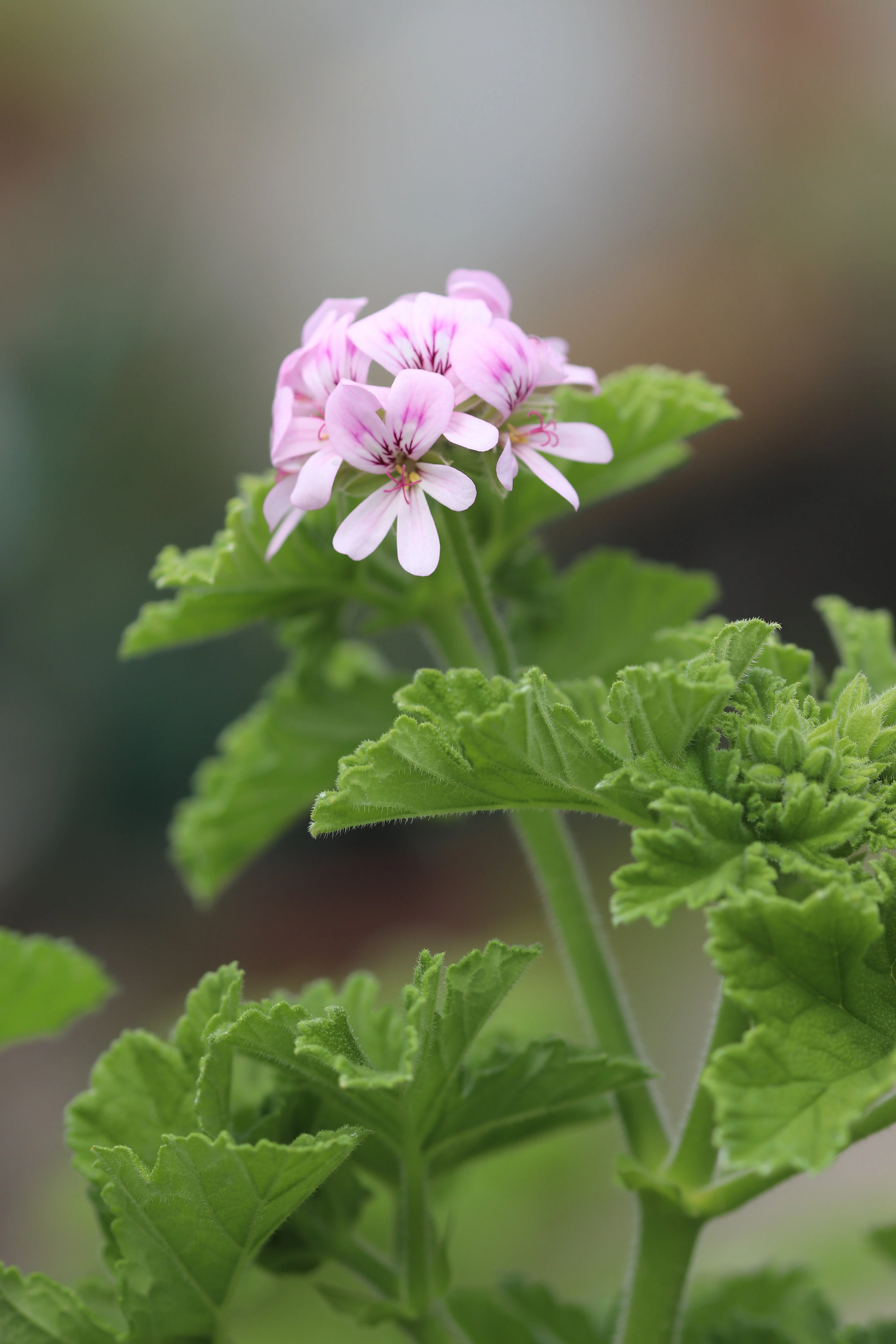 Pelargonium citronellum - Image 2