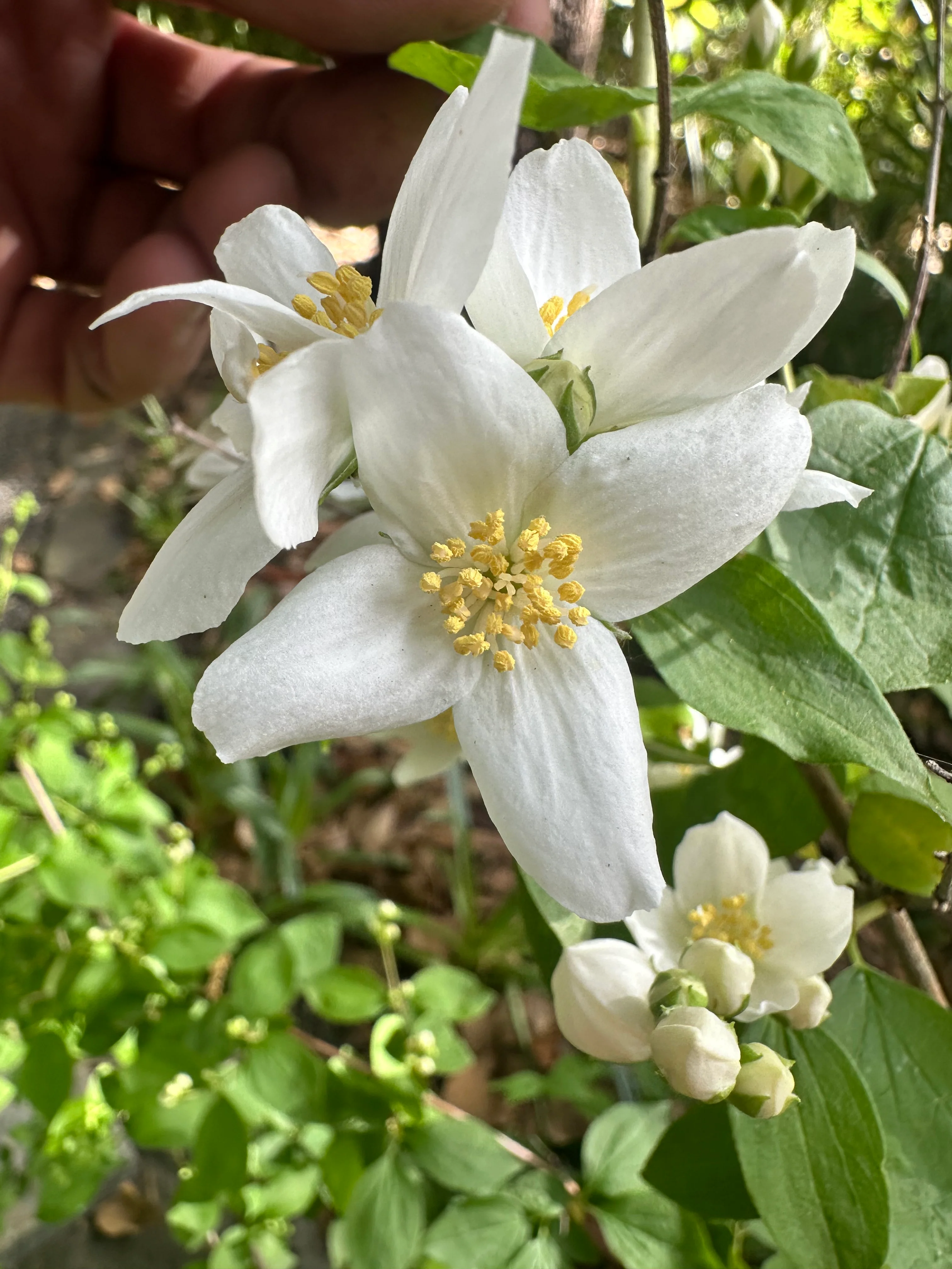 *RETAIL - Philadelphus lewisii 'Goose Creek' - Image 3