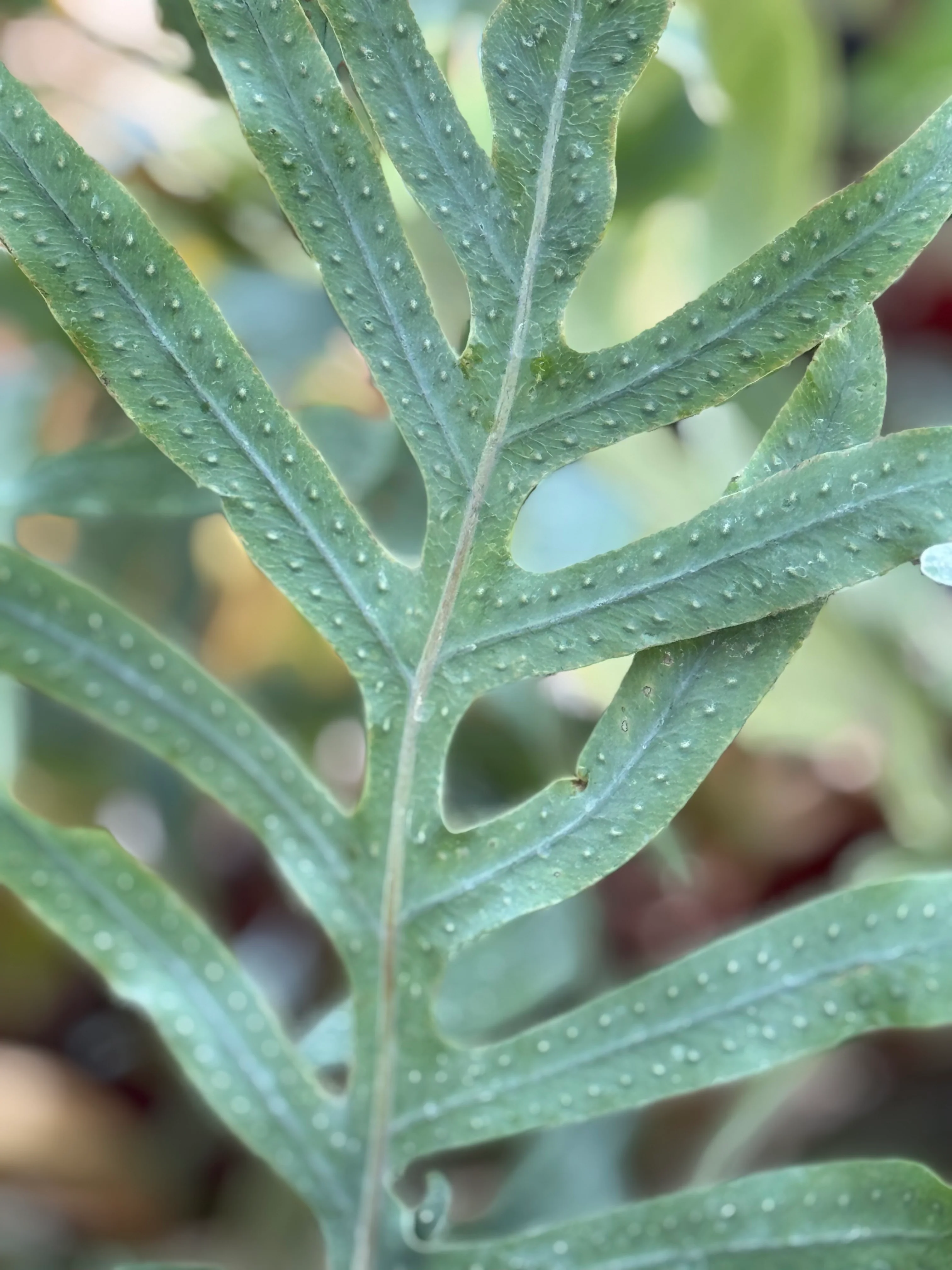 Phlebodium pseudoaureum - Image 2