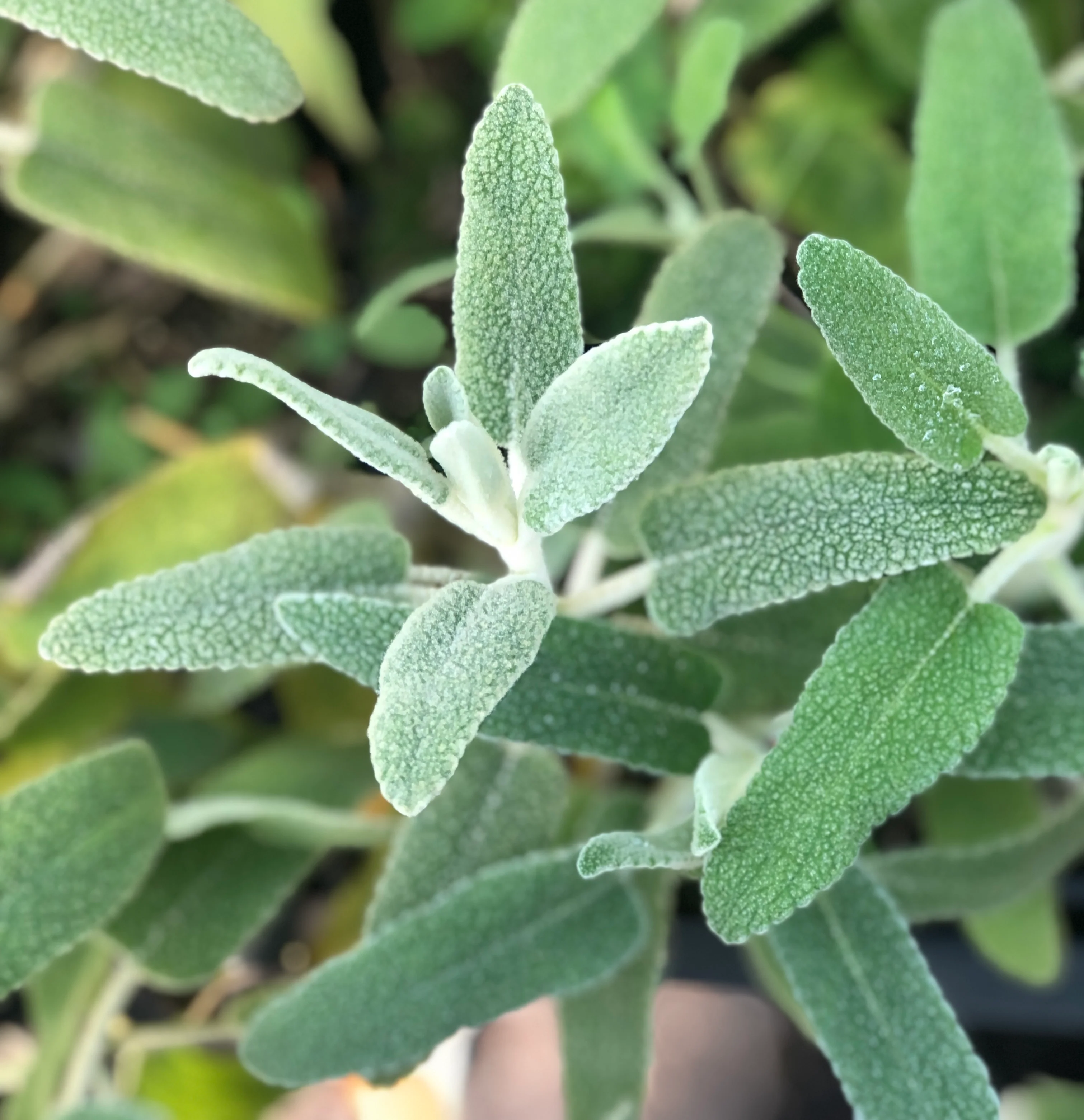 Phlomis purpurea - white form - Image 2
