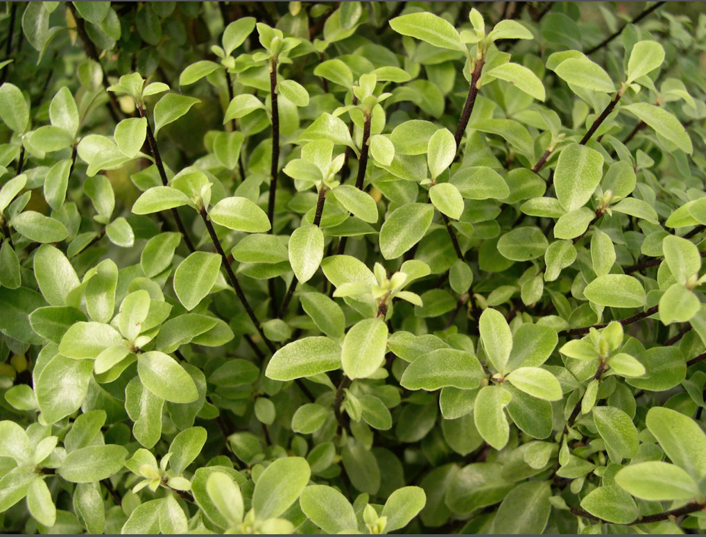 *RETAIL - Pittosporum tenuifolium 'Argentea Nana'
