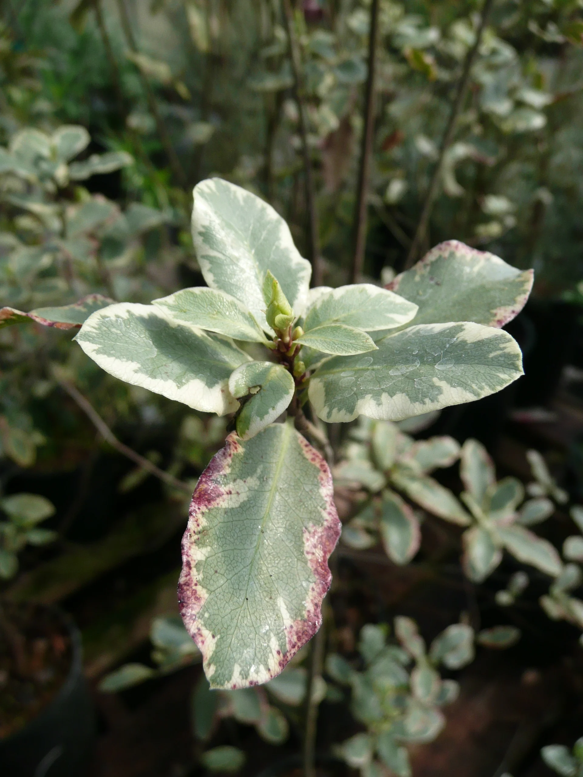 Pittosporum tenuifolium 'Elizabeth' - Image 2