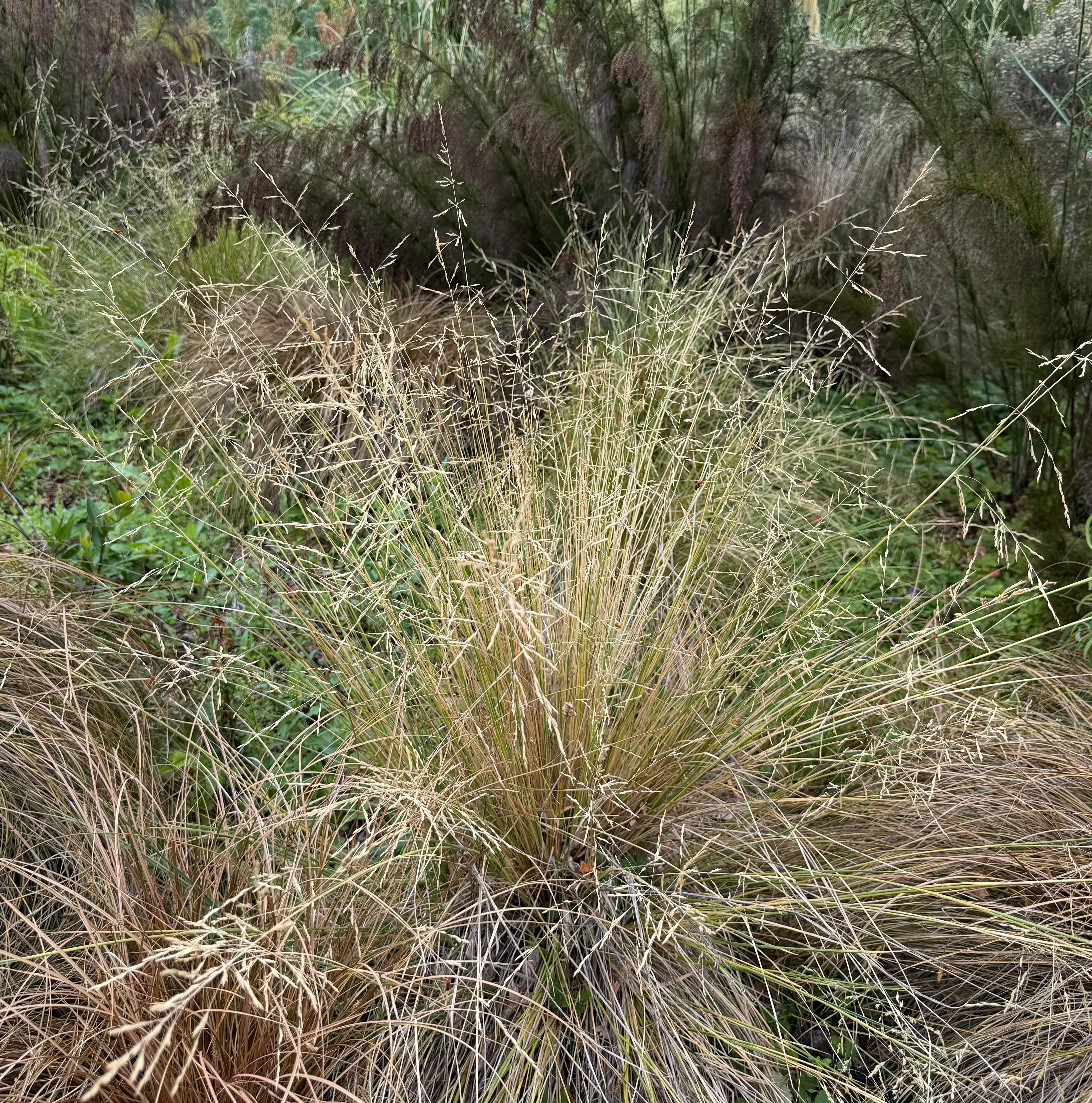 Poa cita - Image 2