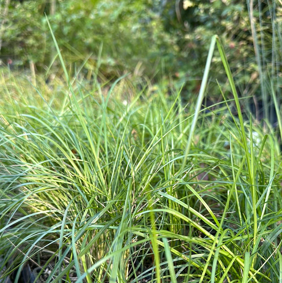 Poa cita - Image 3