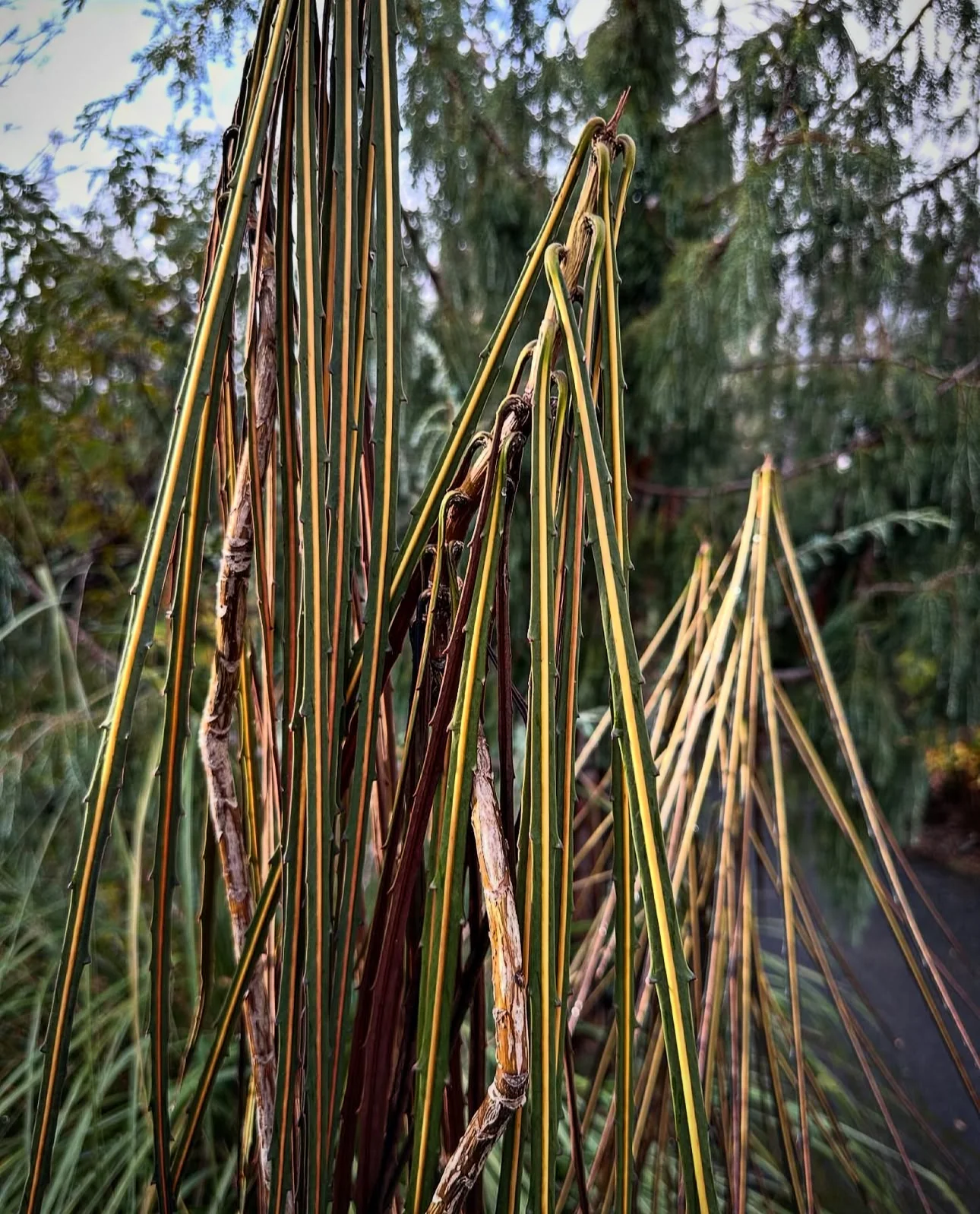 Pseudopanax crassifolius - Image 2