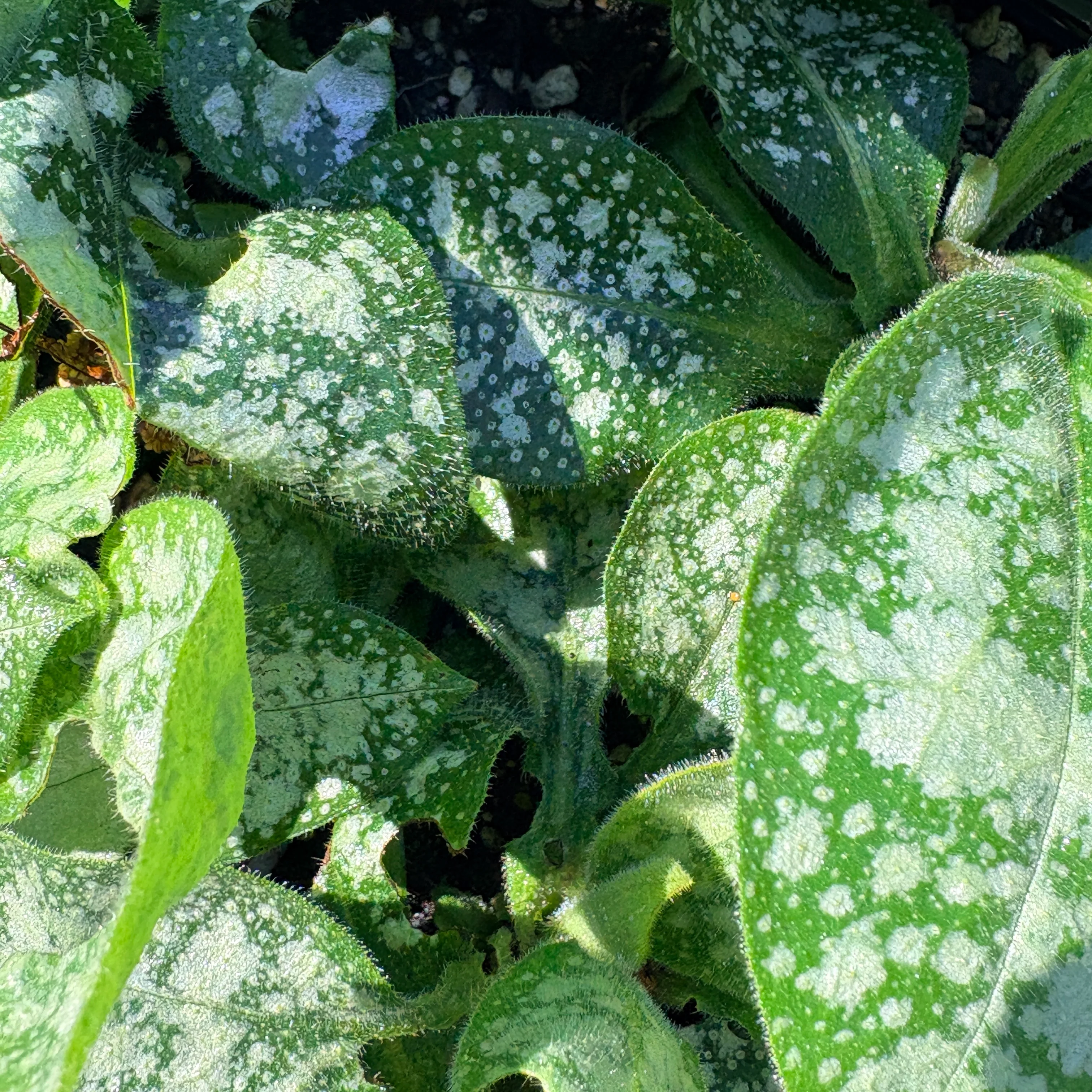 Perennials