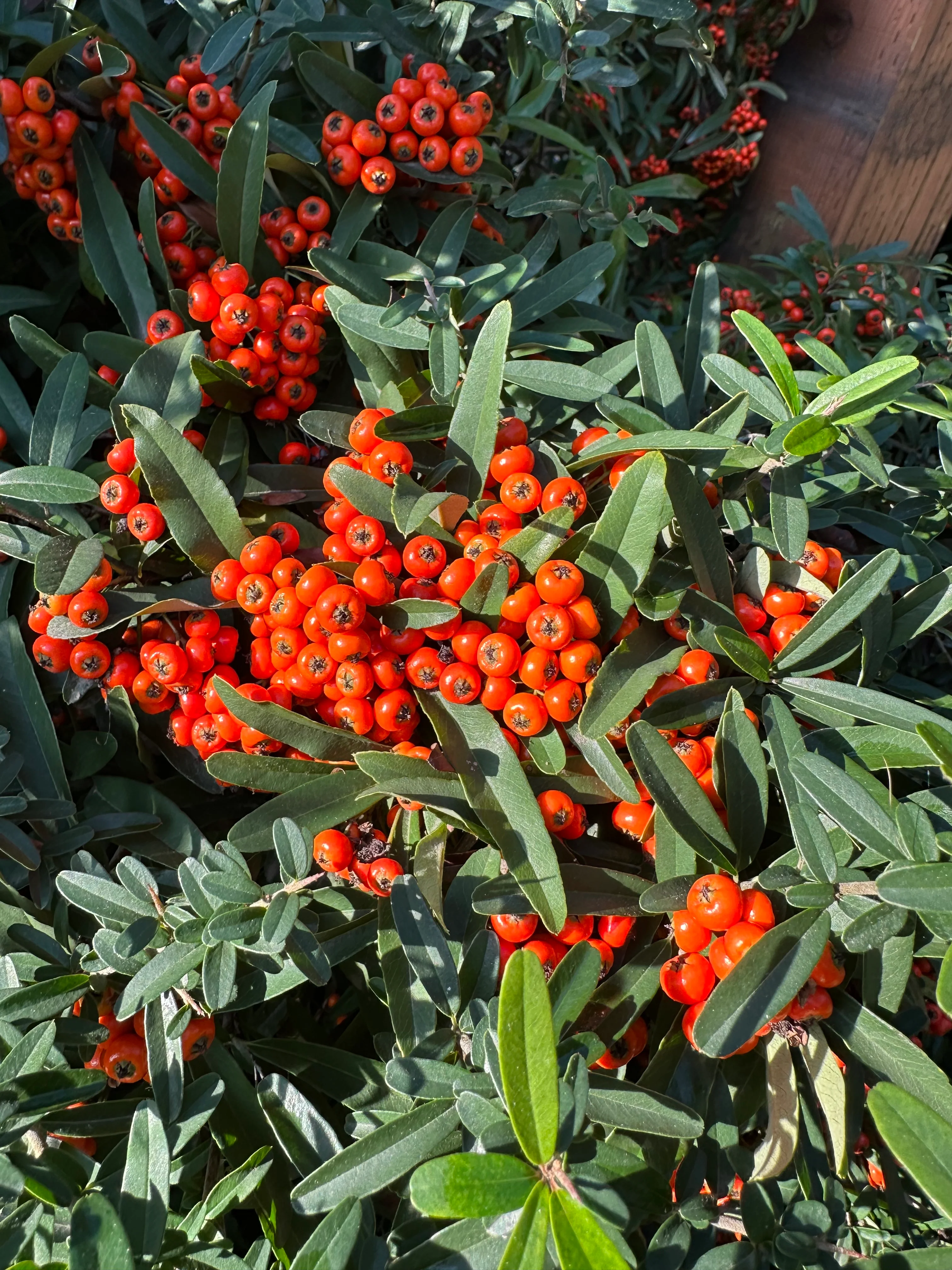 Pyracantha coccinea 'Dorothy's Fav'
