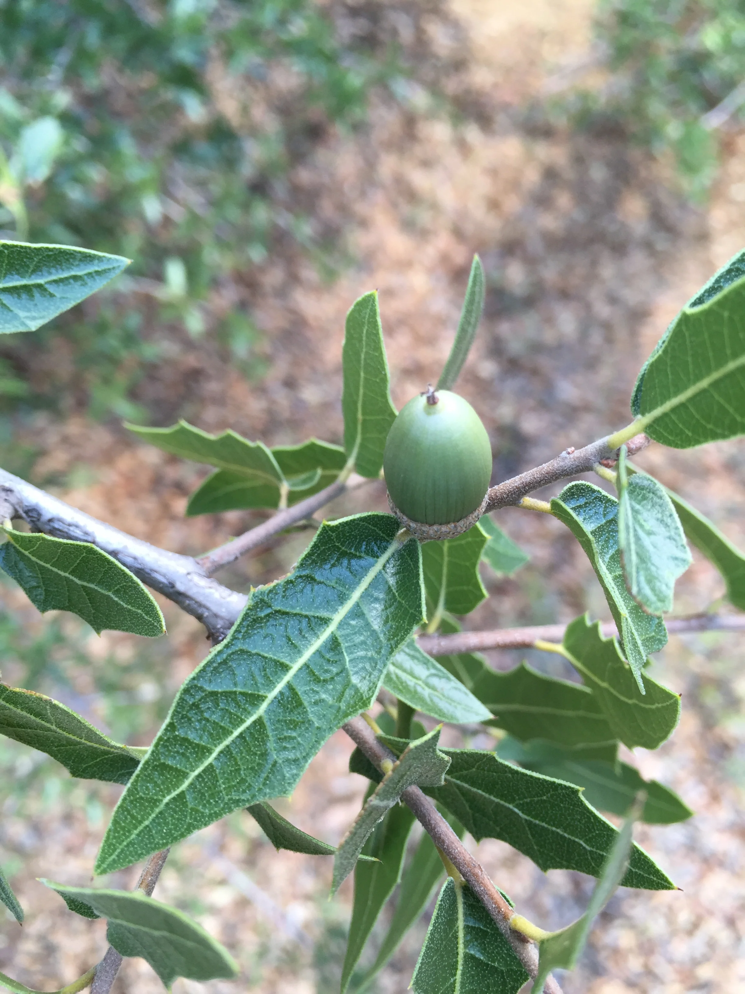 Quercus emoryi 12040 (upright strain)