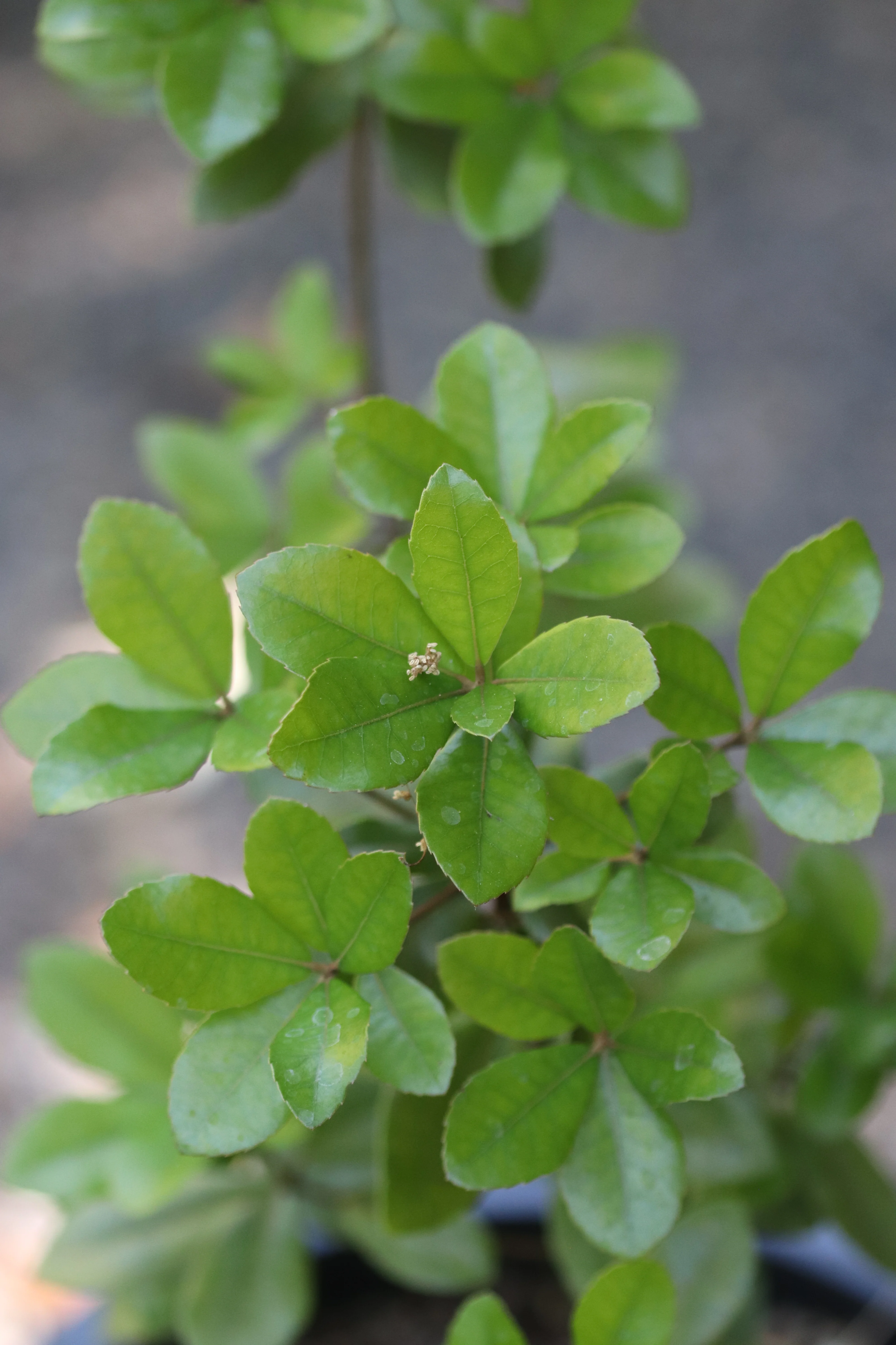 Quercus phillyreoides - Image 4
