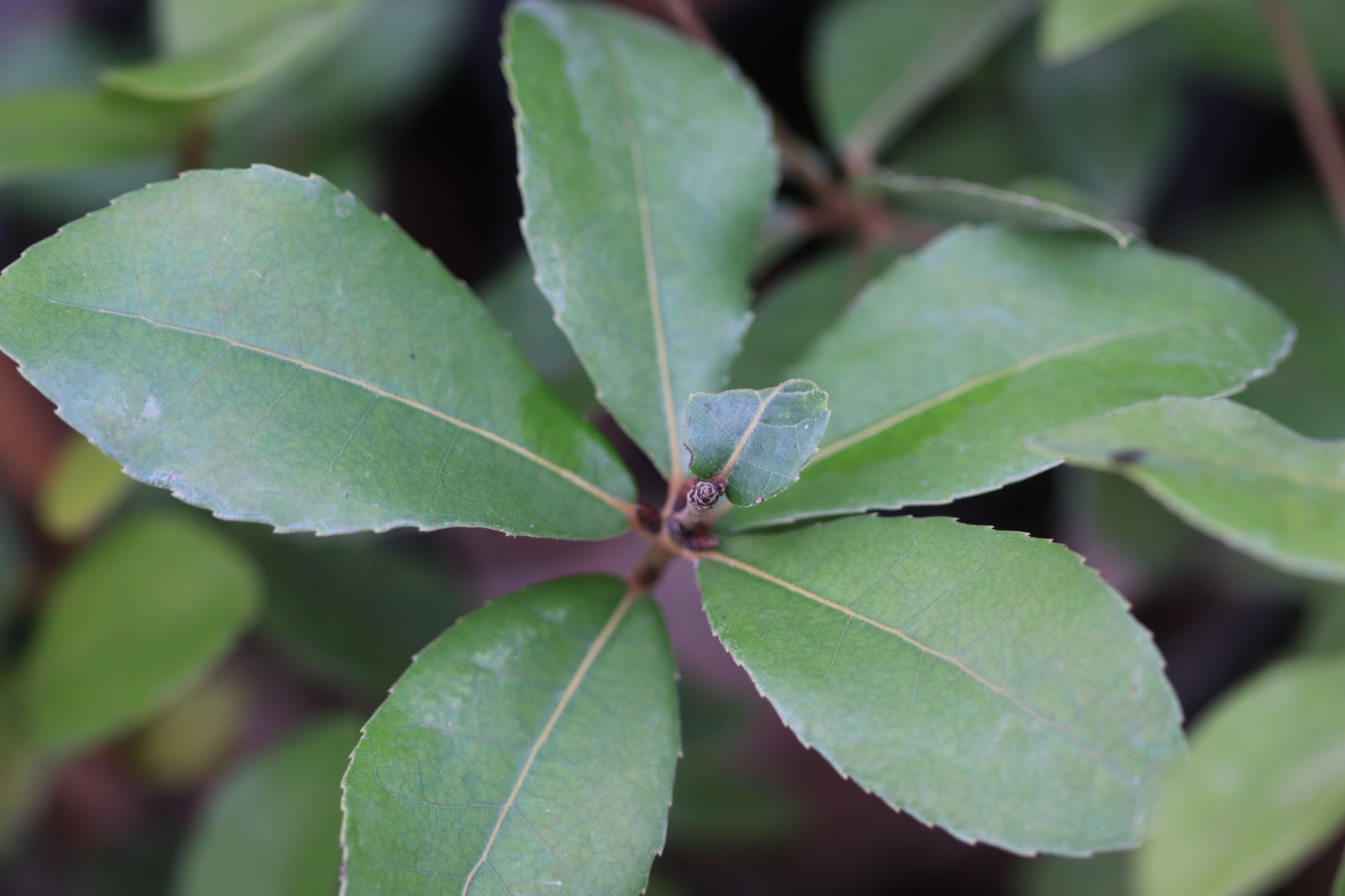 Quercus phillyreoides [Gifu Prefecture]