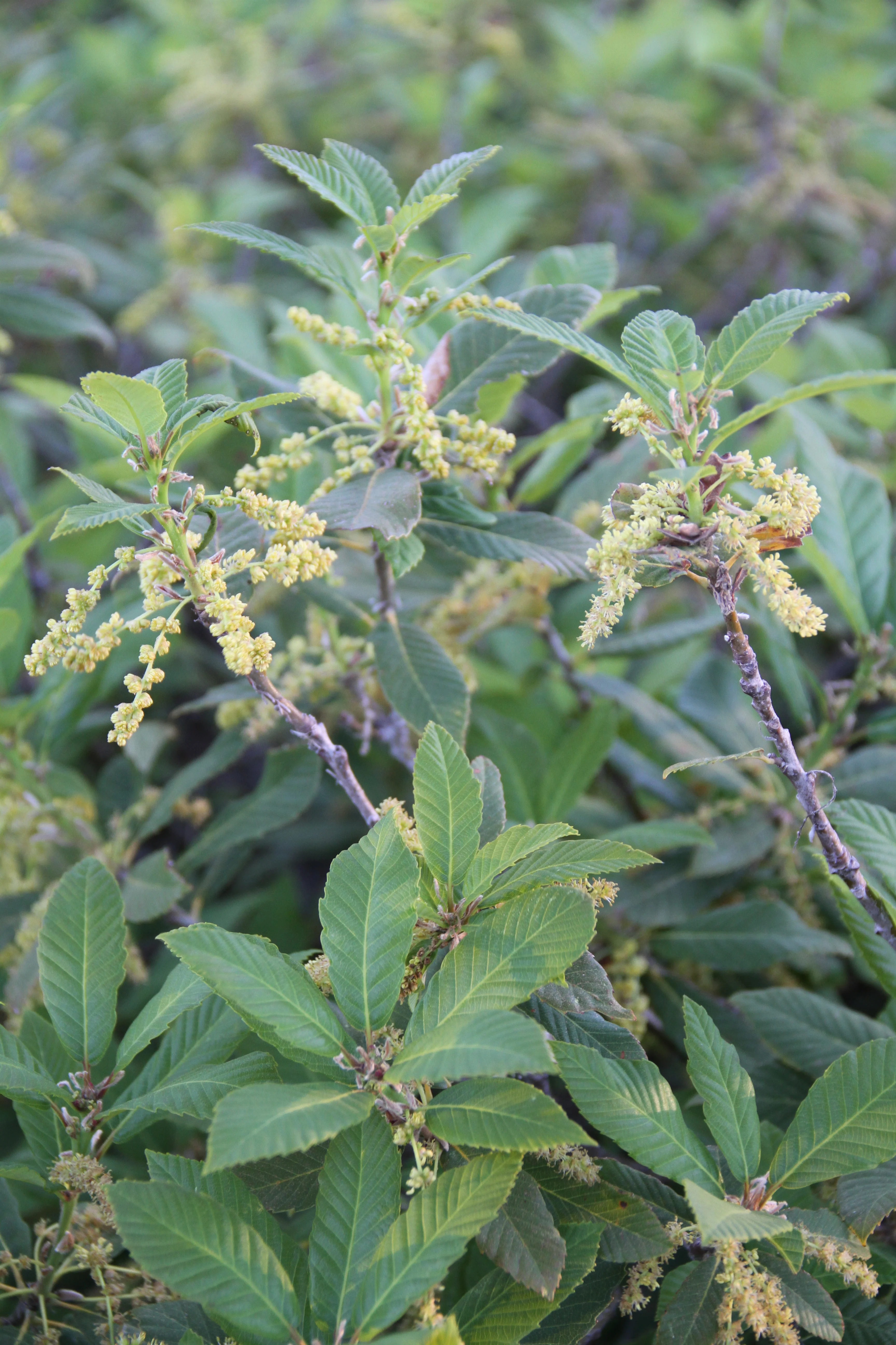 Quercus sadleriana 20.0075 [Kalmiopsis] - Image 2