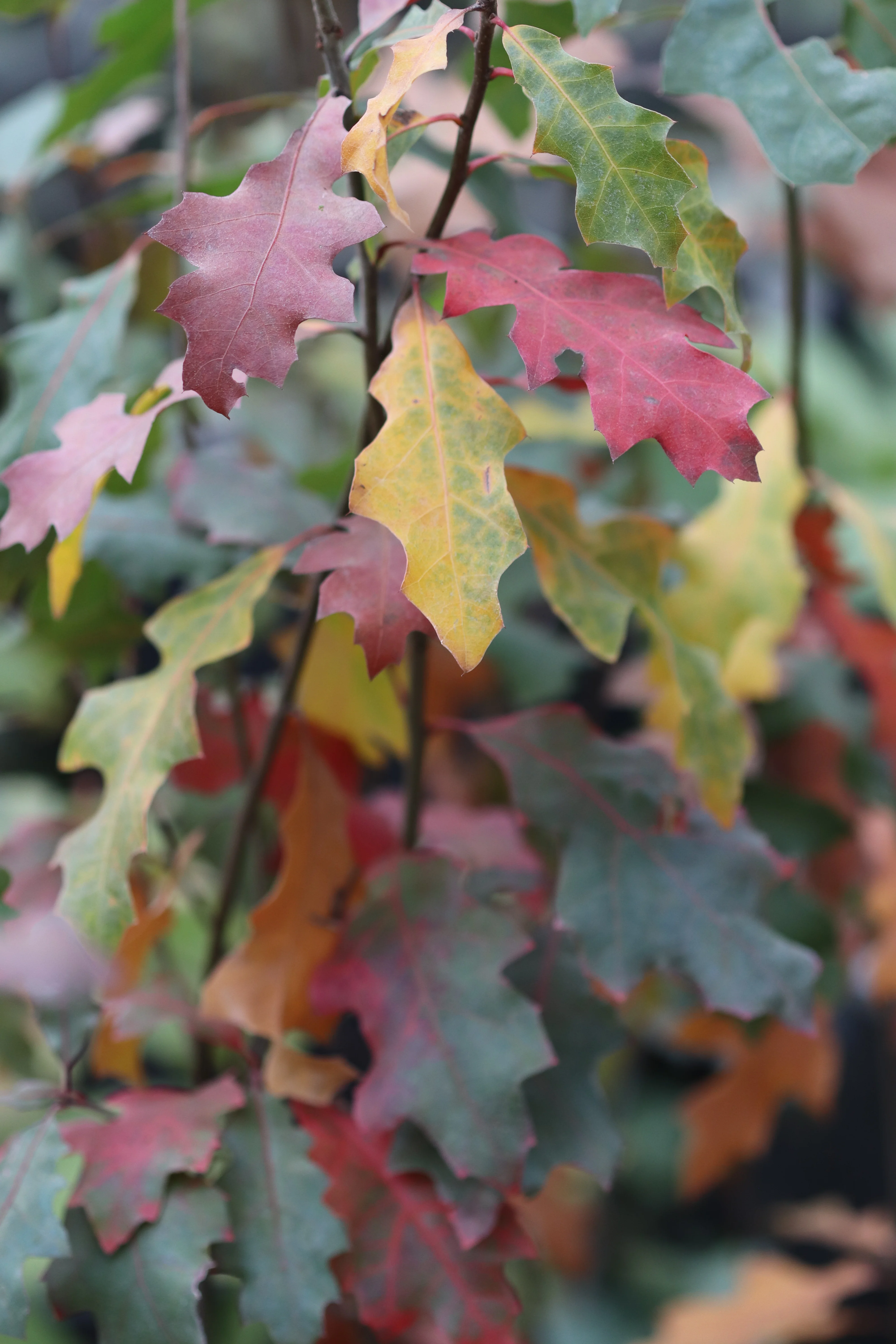 *RETAIL - Quercus sp. [Lost oak of the Pecos]