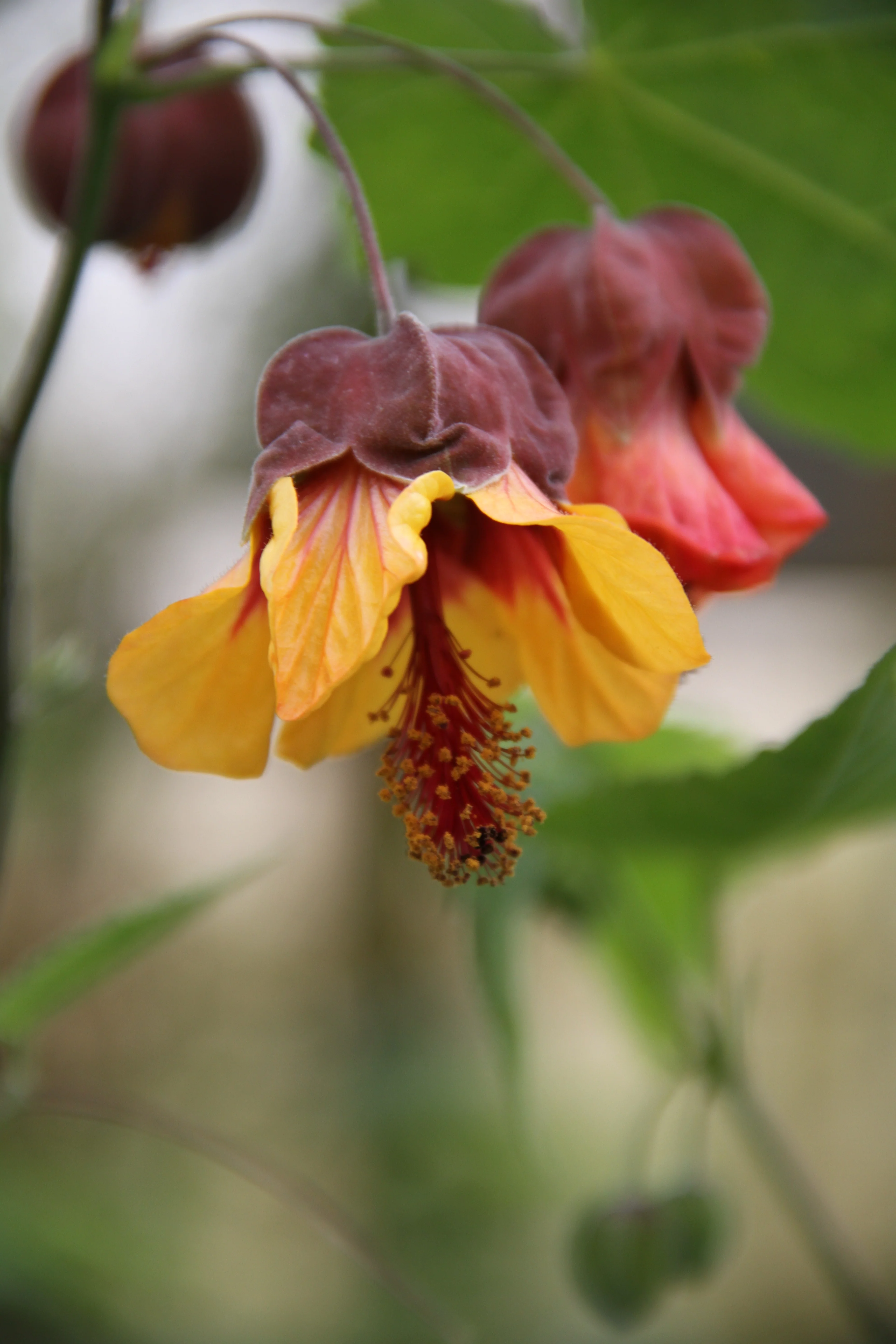 *RETAIL - Abutilon x 'Little Shrimp'