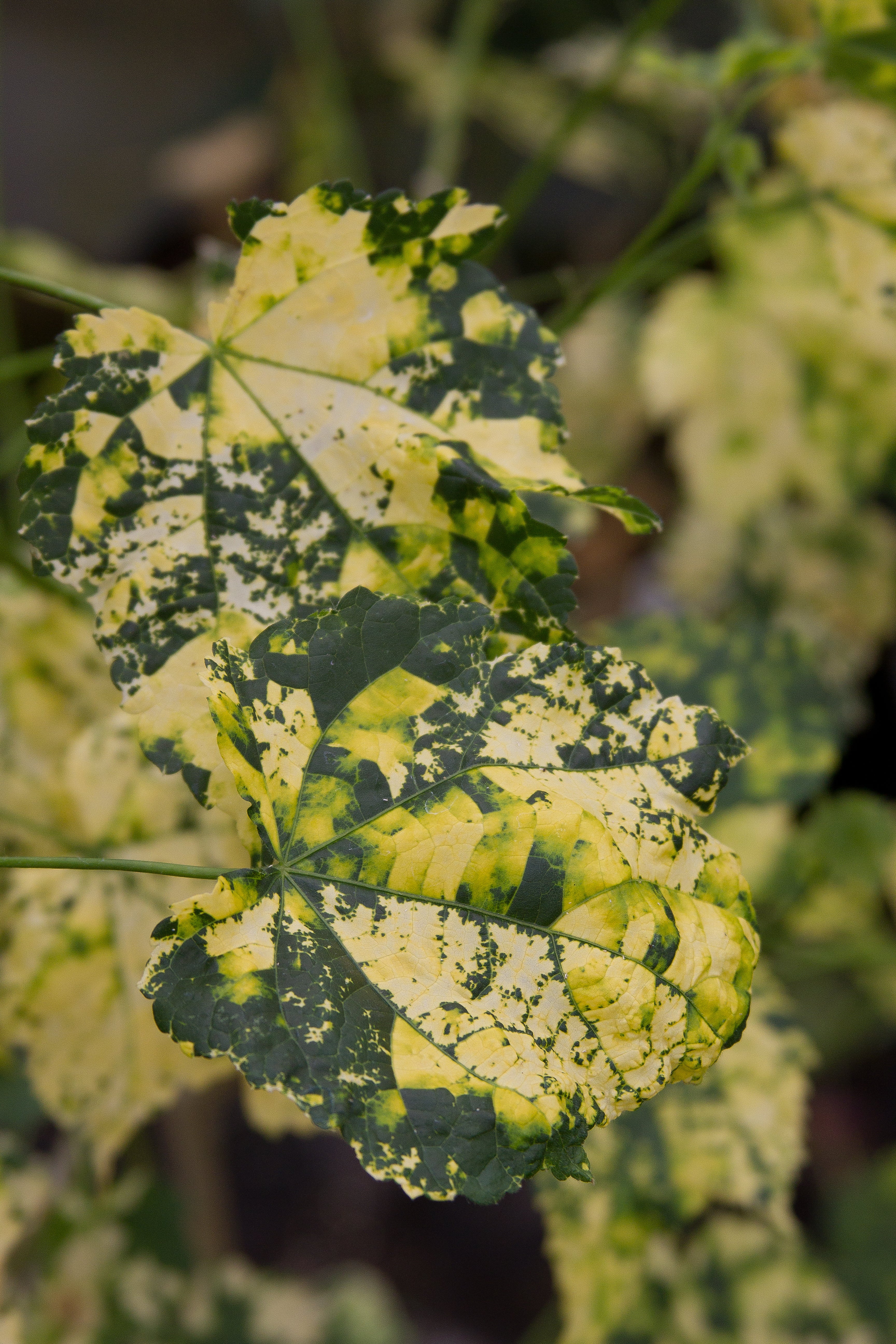 *RETAIL - Abutilon x 'Midas Touch'