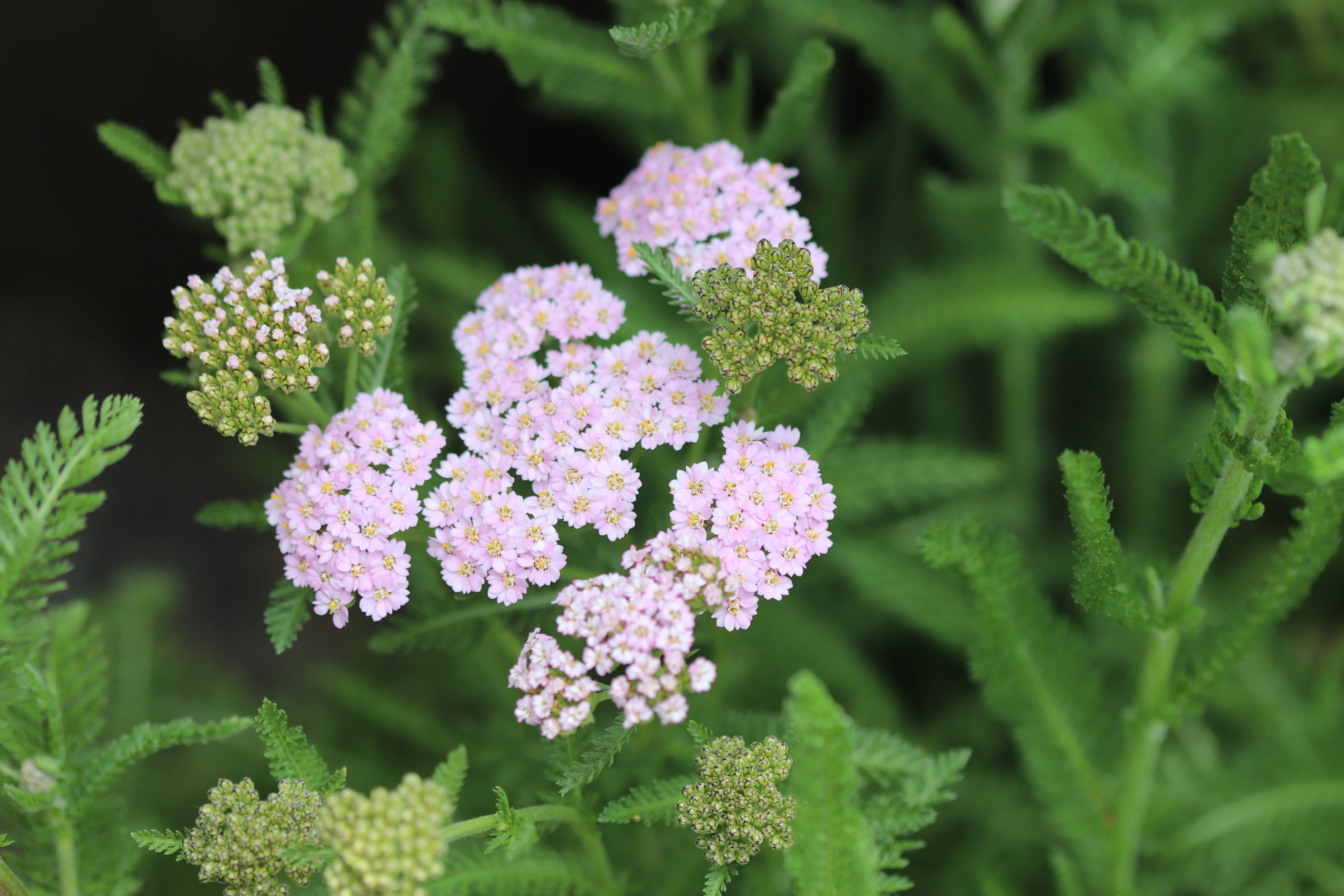 *RETAIL - Achillea millefolium Flowerburst 'Fruit Bowl' - Image 2