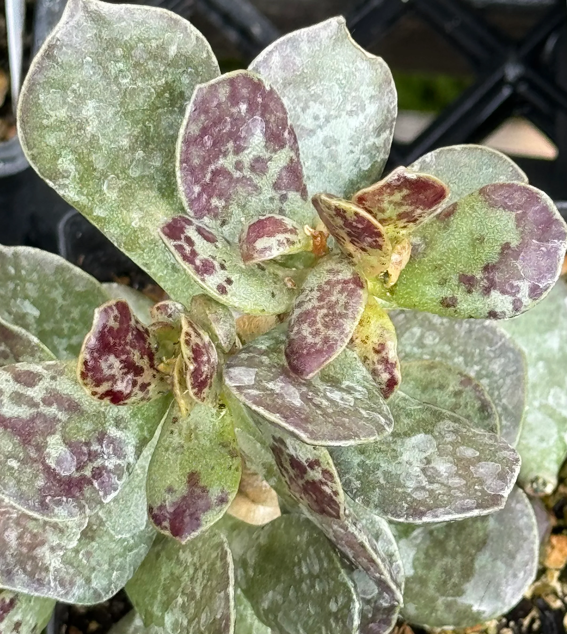 *RETAIL - Adromischus rupicola - Image 2