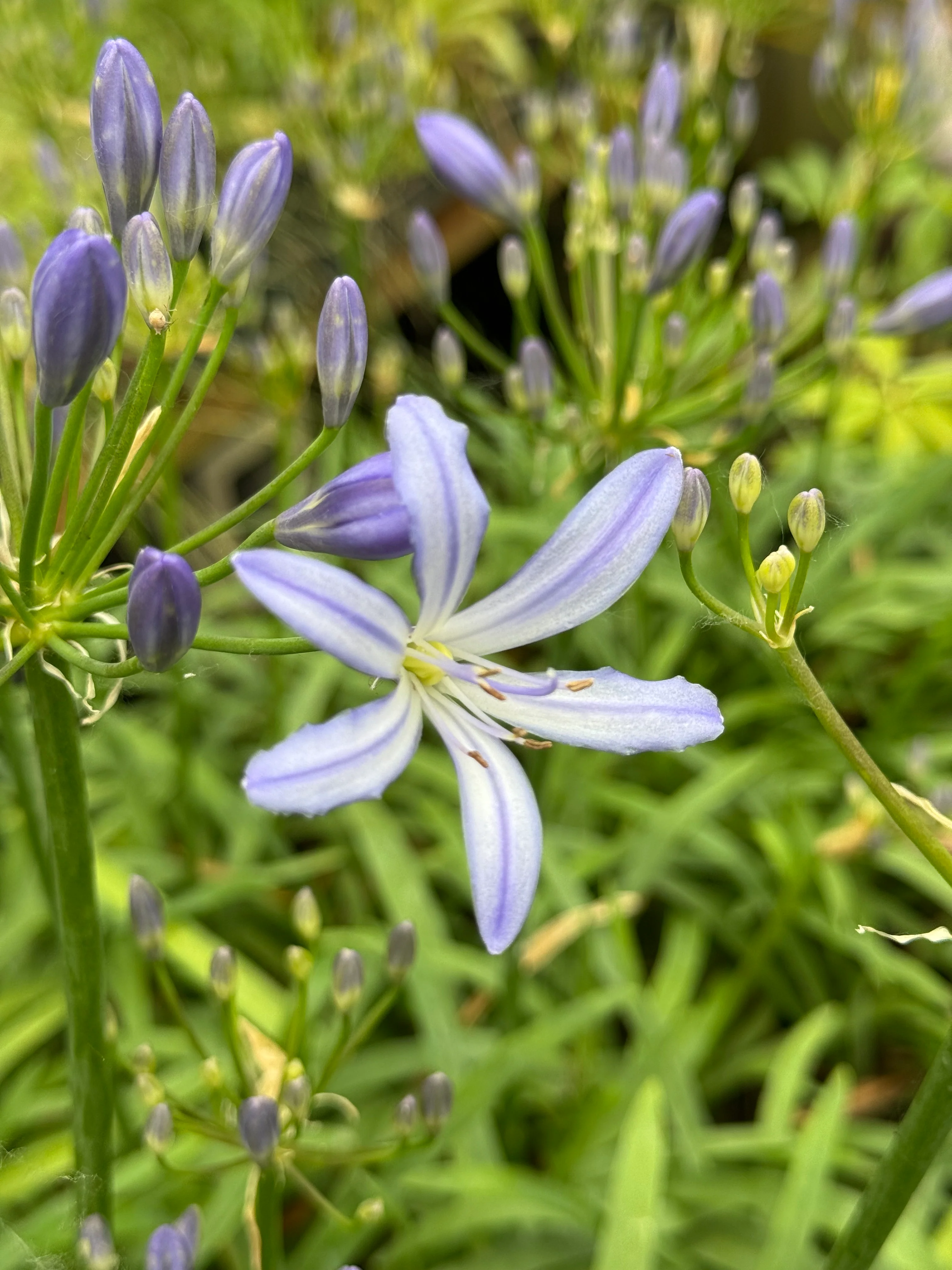 Agapanthus 'Winter Dwarf'